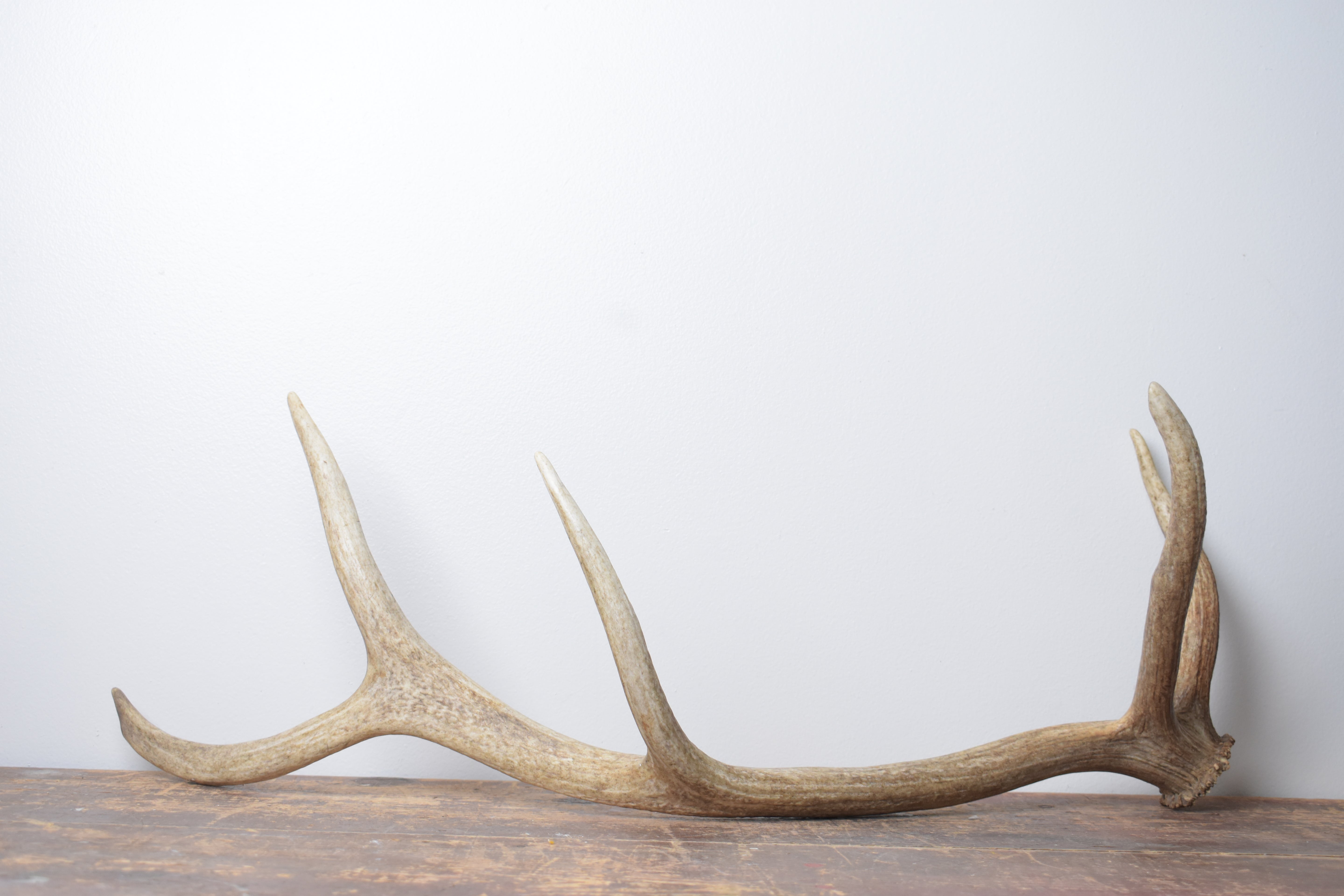 Elk Antler | Medium Size | 156