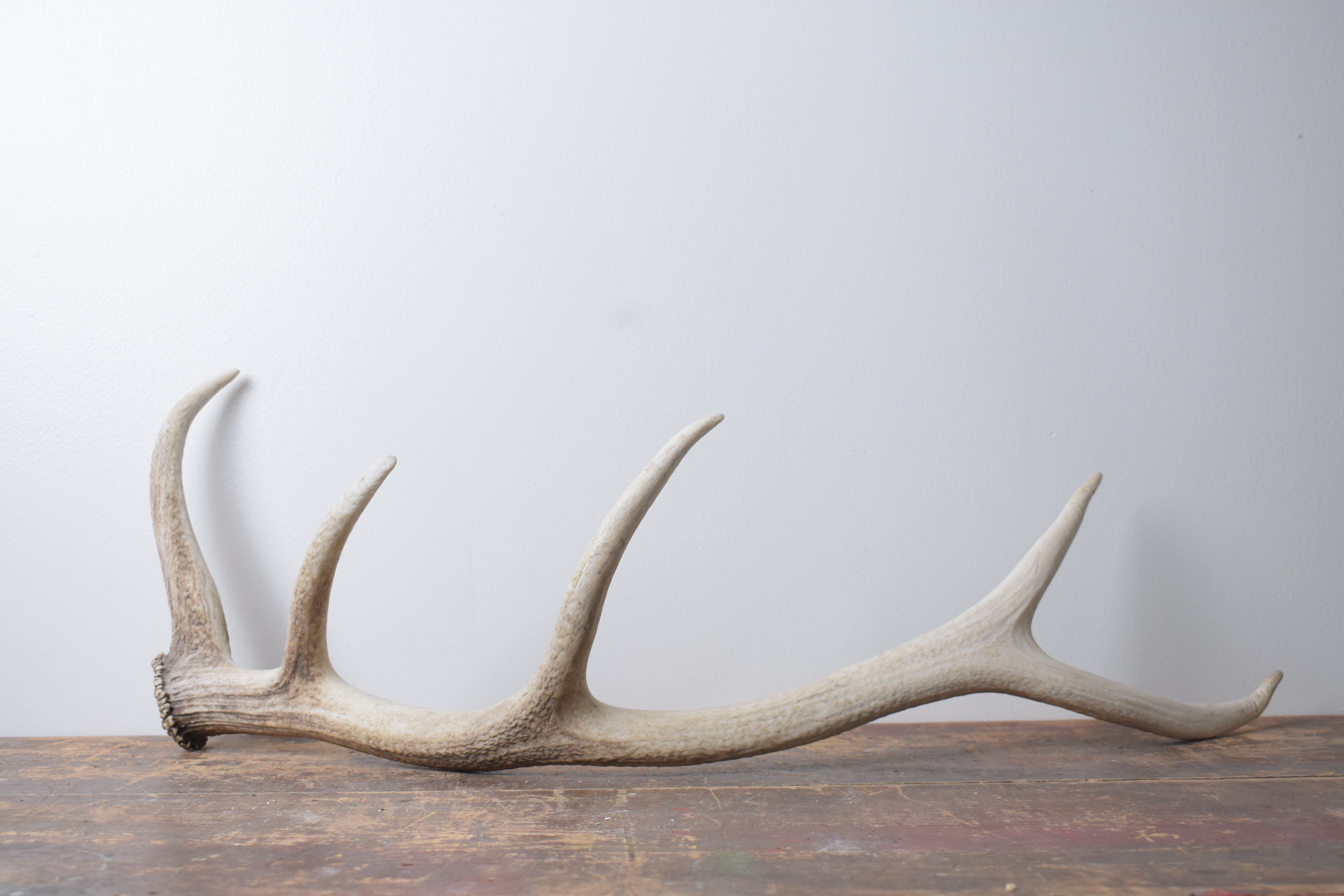 Elk Antler | Medium Size | 122