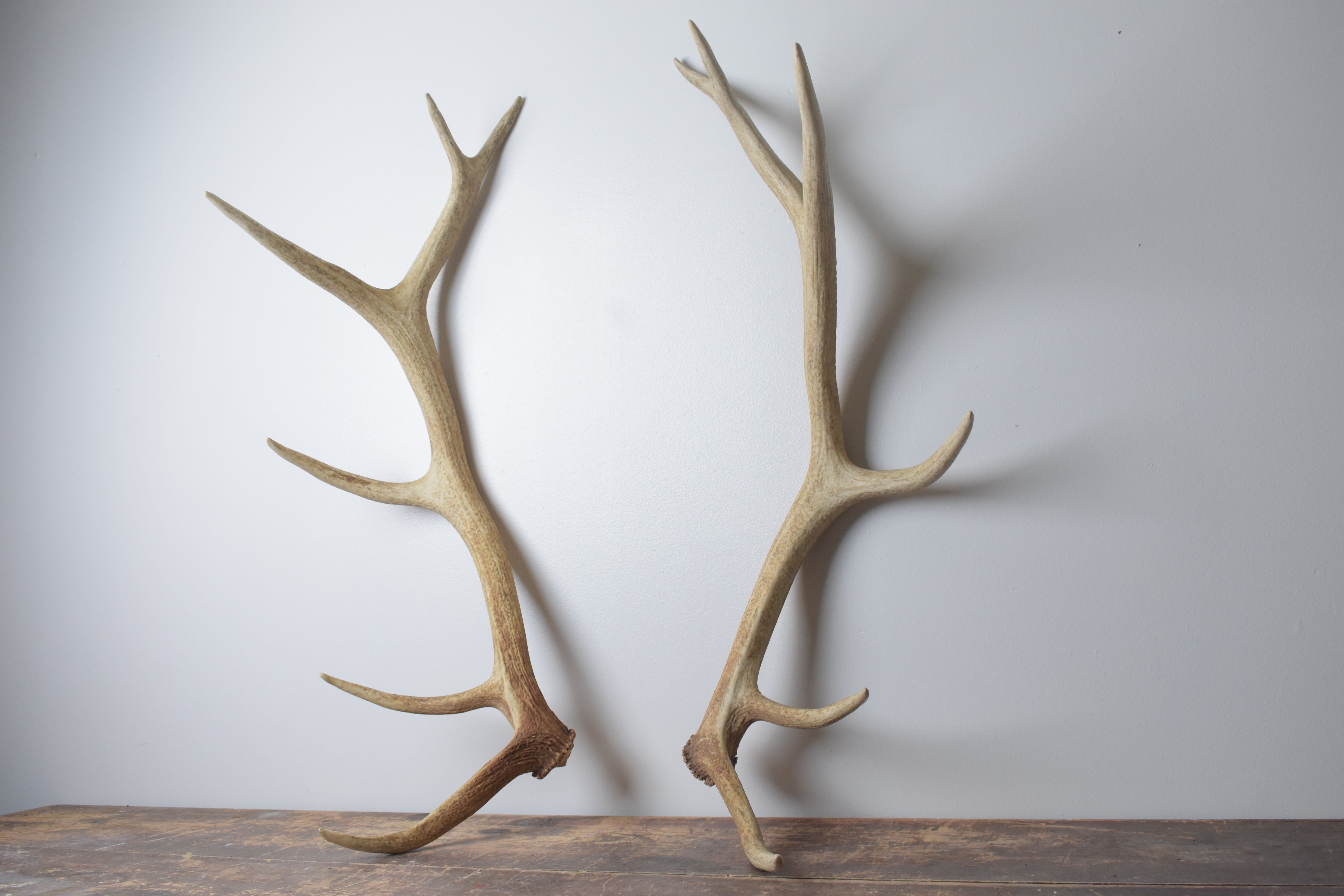 Elk Antler Set | Medium | 154