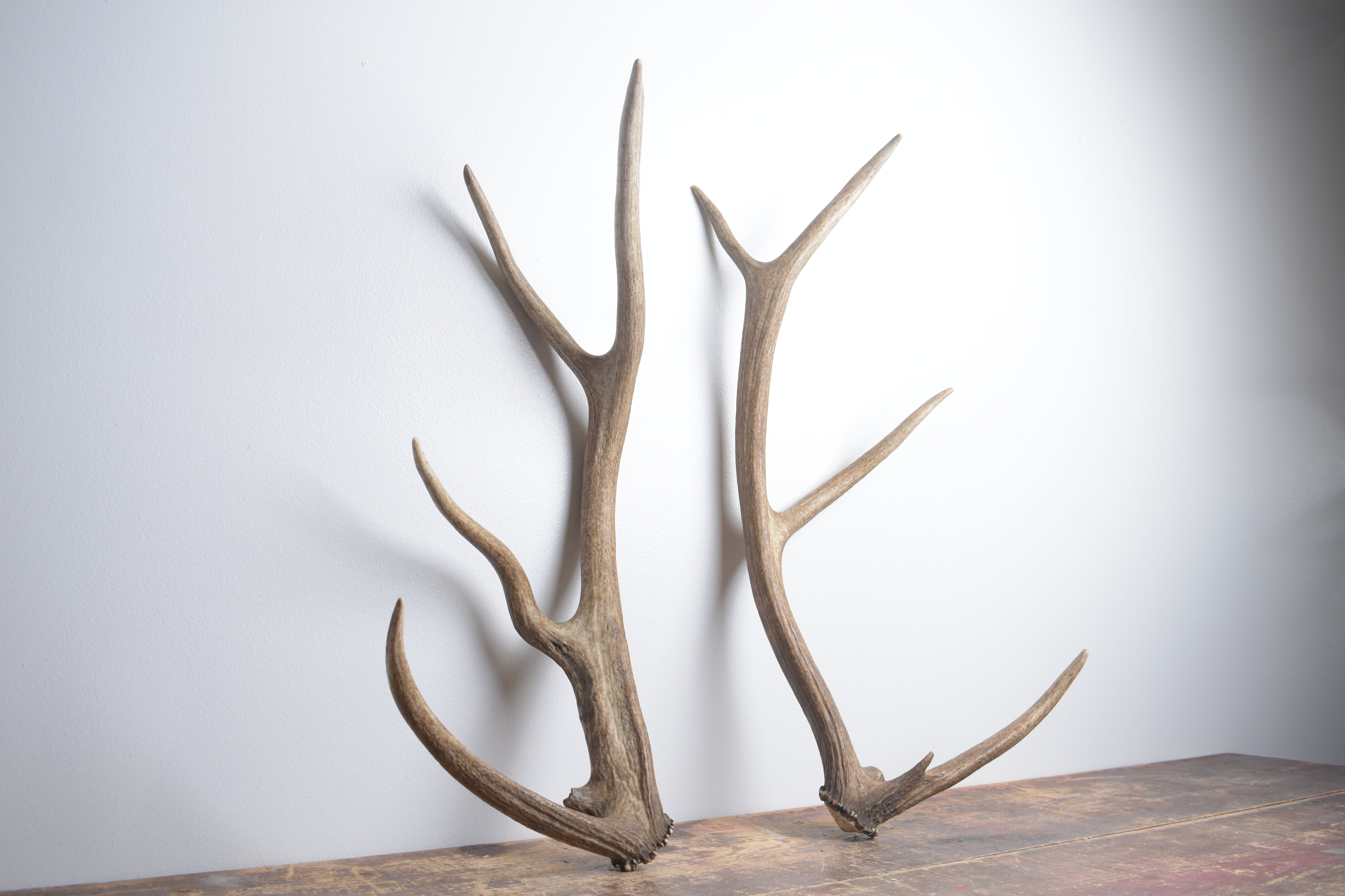 Elk Antler Set | Small | 151