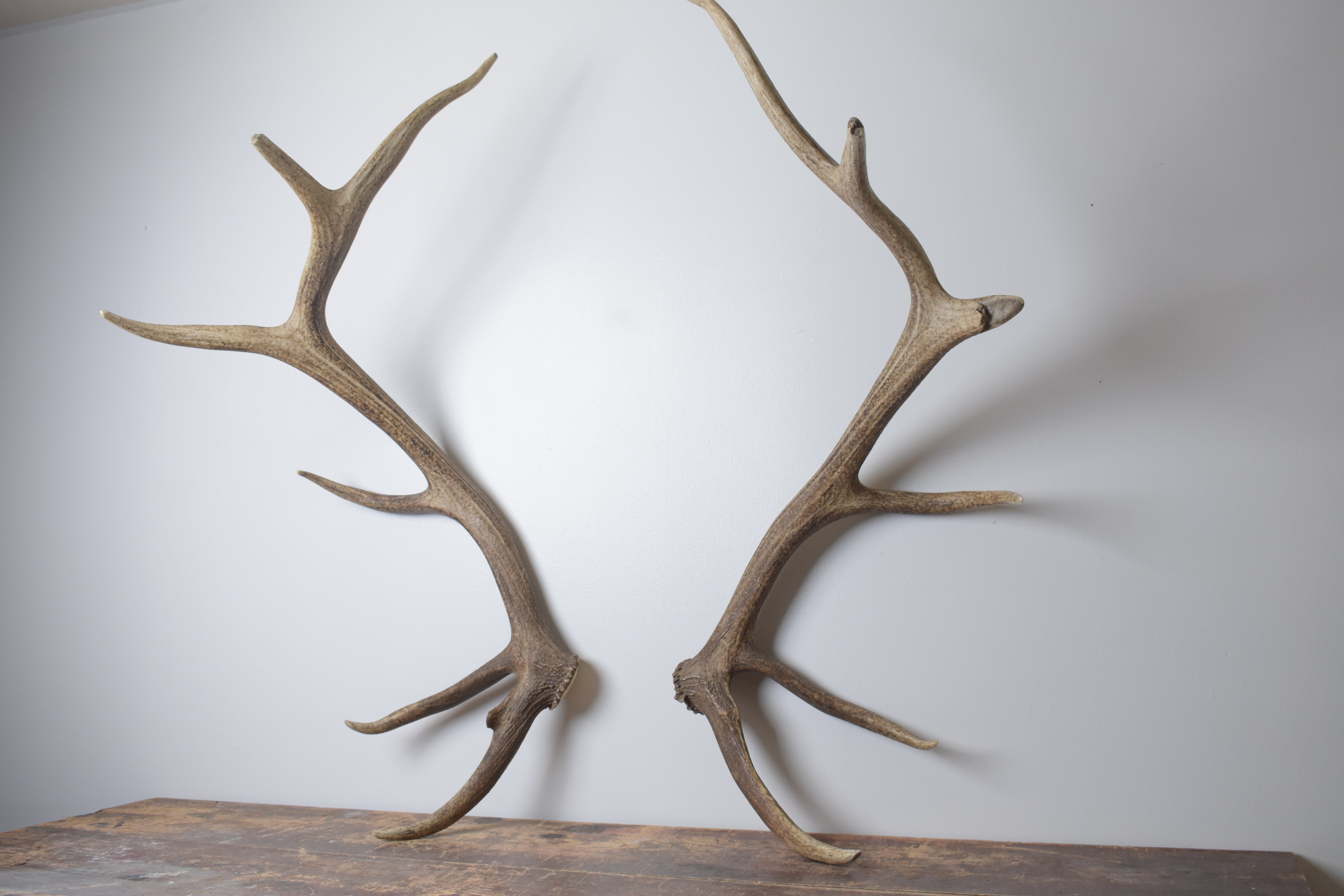 Elk Antler Set | Extra-Large | 155