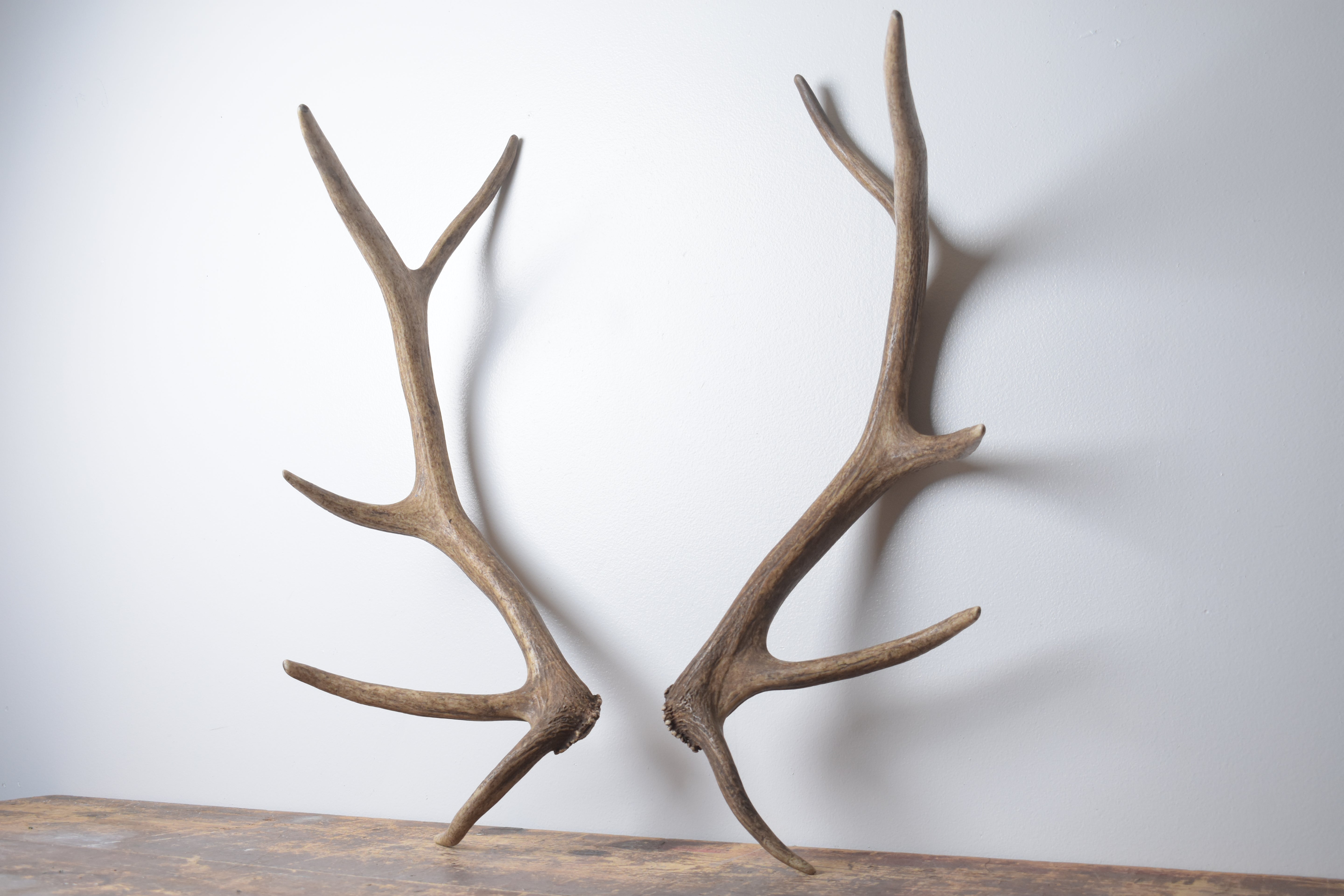 Elk Antler Set | Small | 136