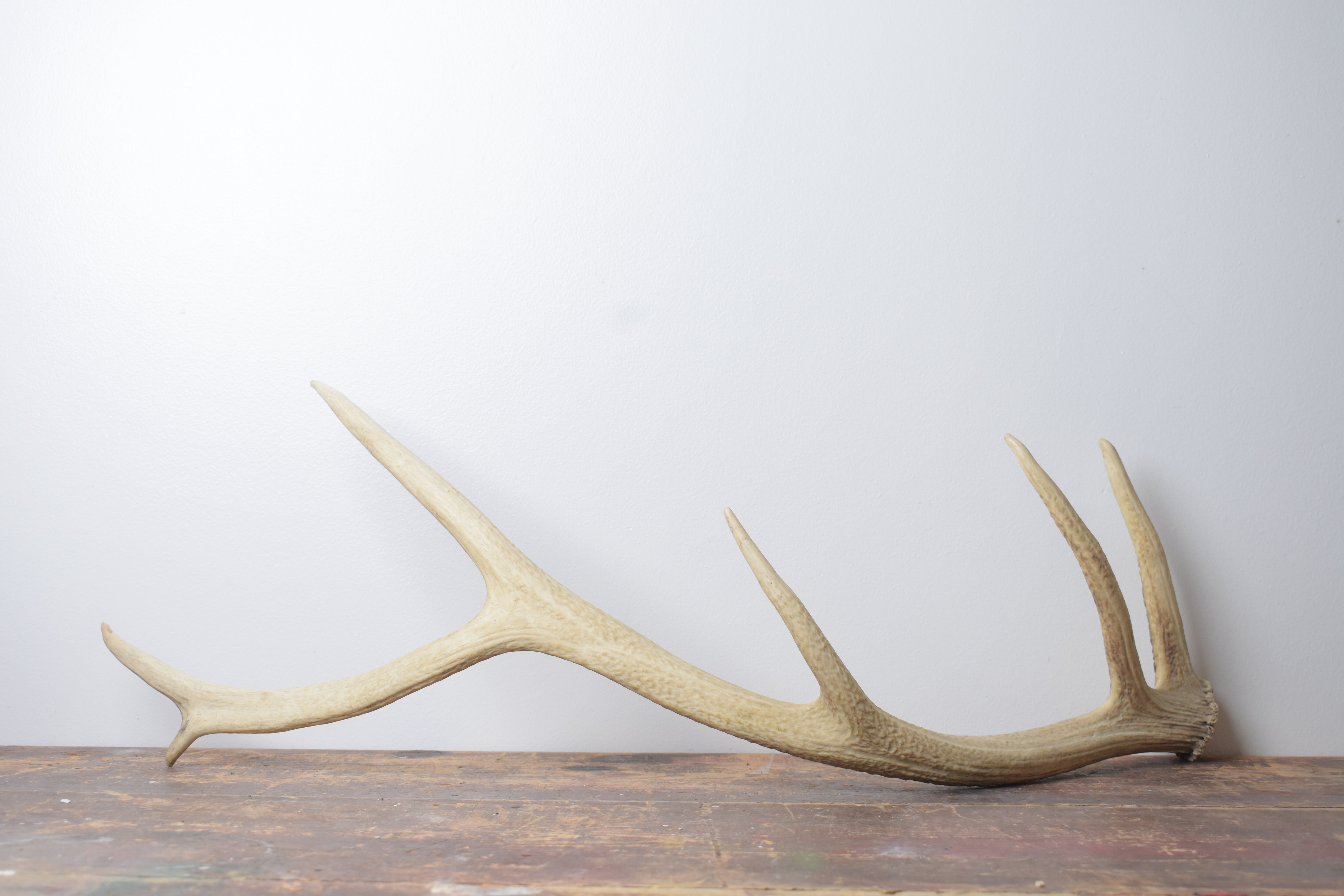 Elk Antler | Medium Size | 128