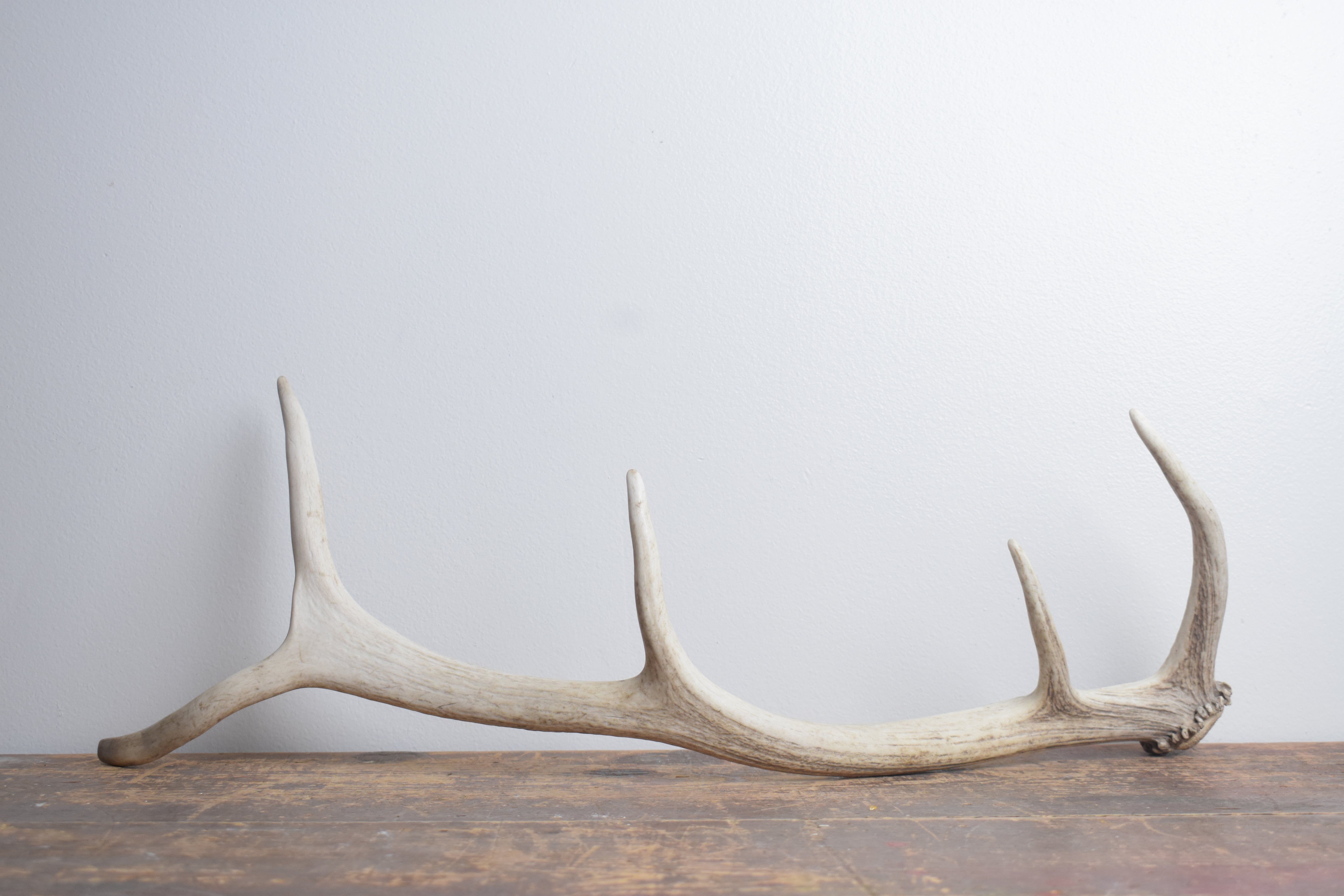 Elk Antler | Small Size | 157