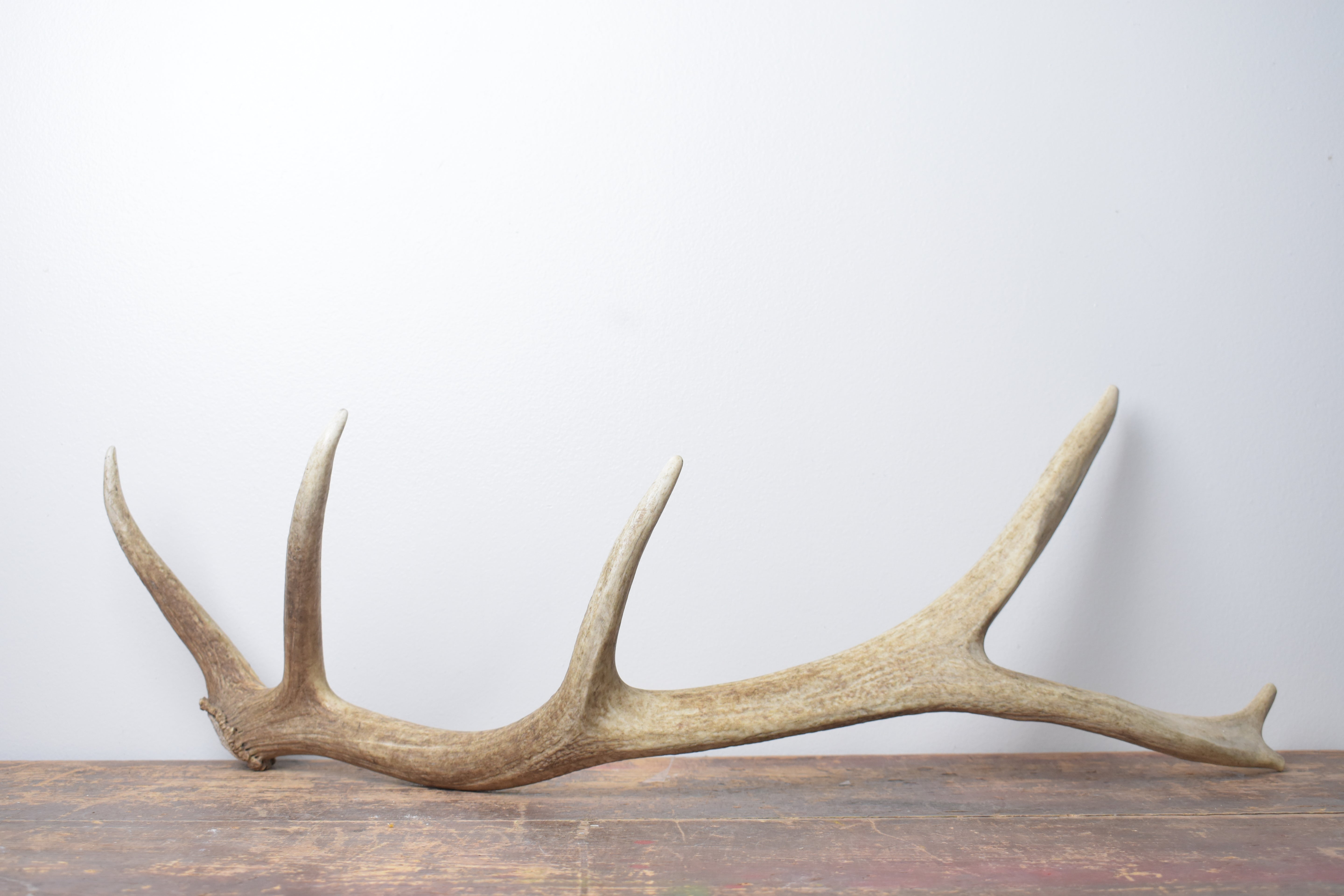 Elk Antler | Small Size | 158