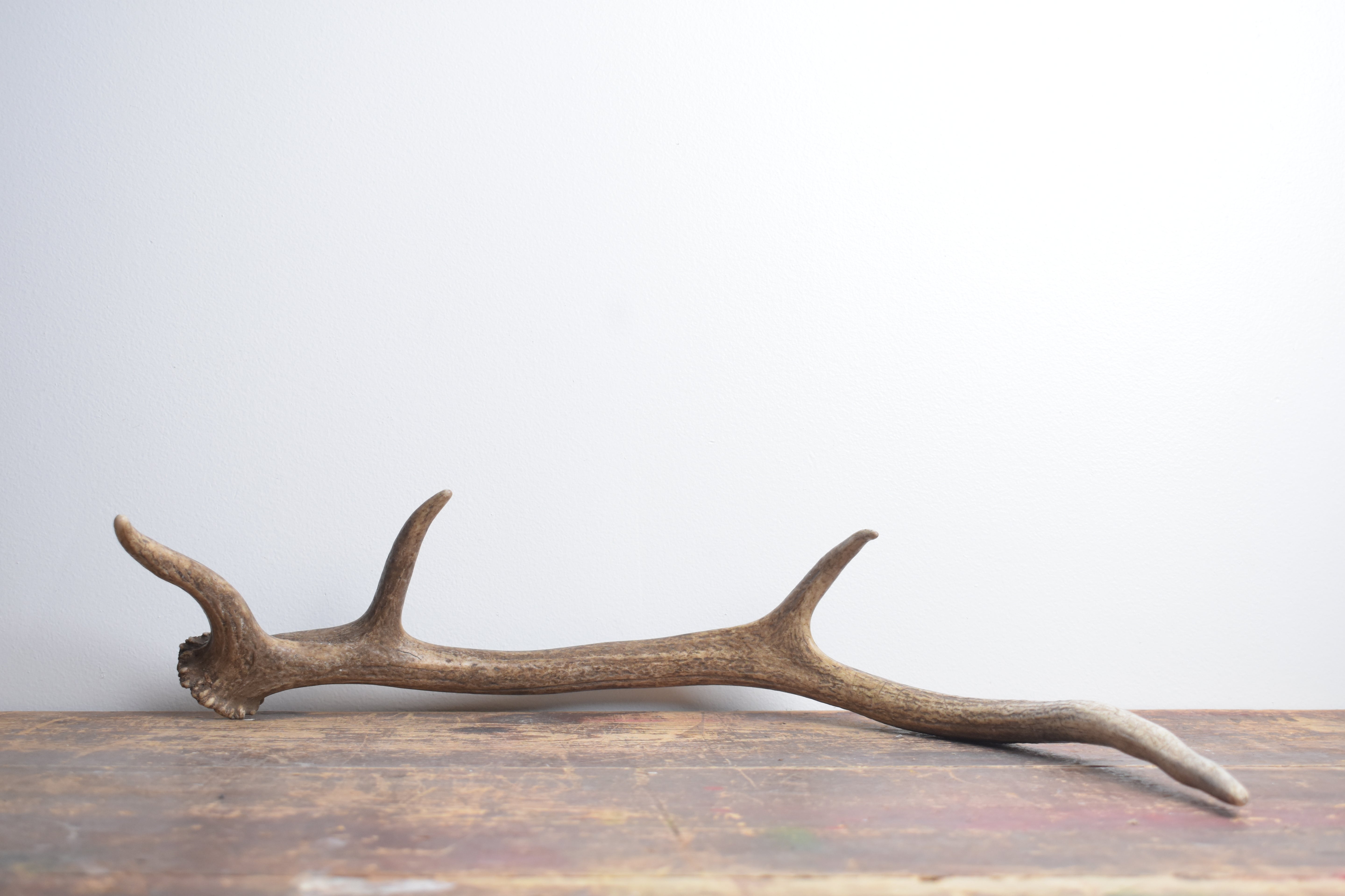 Elk Antler | Small Size | 134