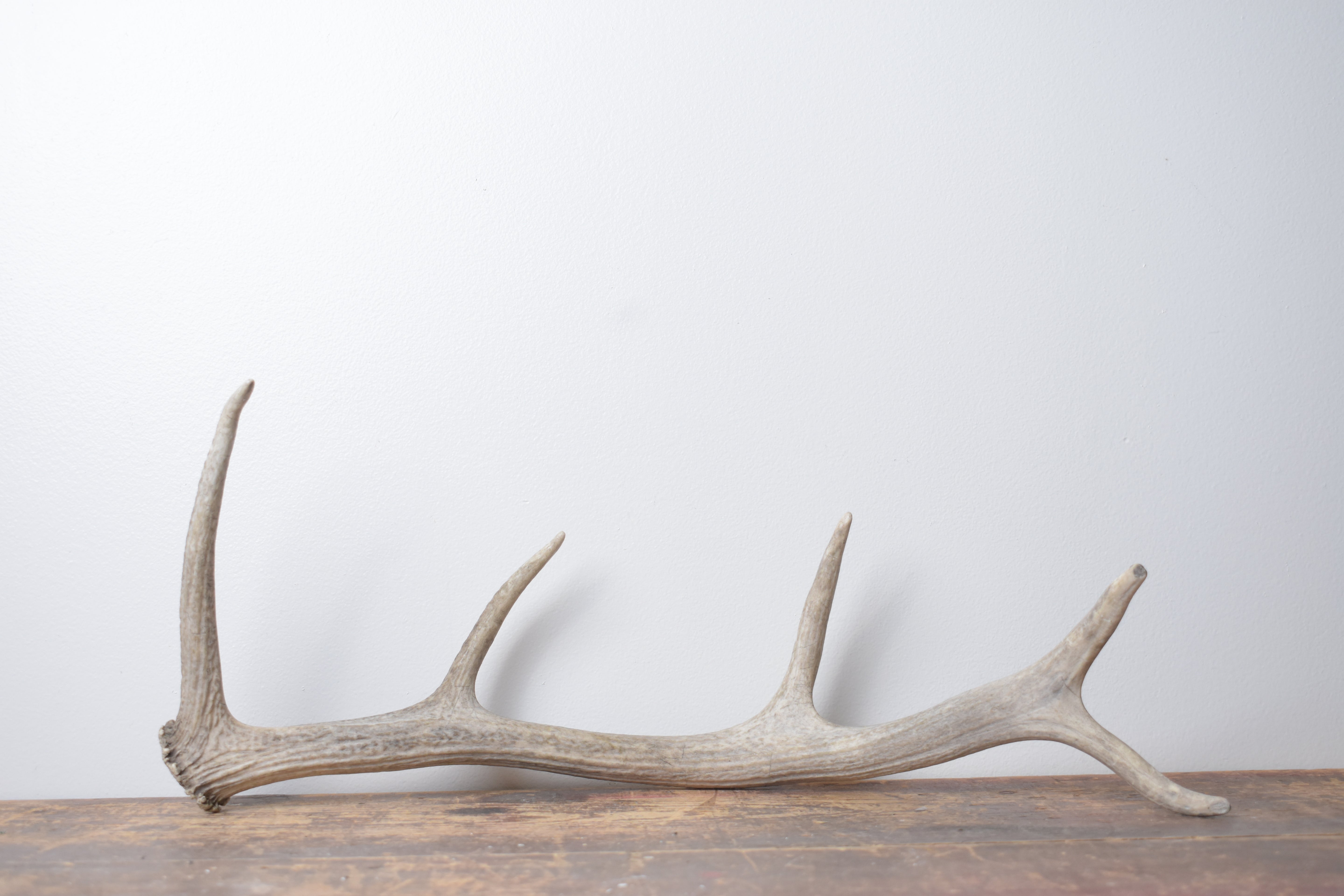 Elk Antler | Small Size | 133