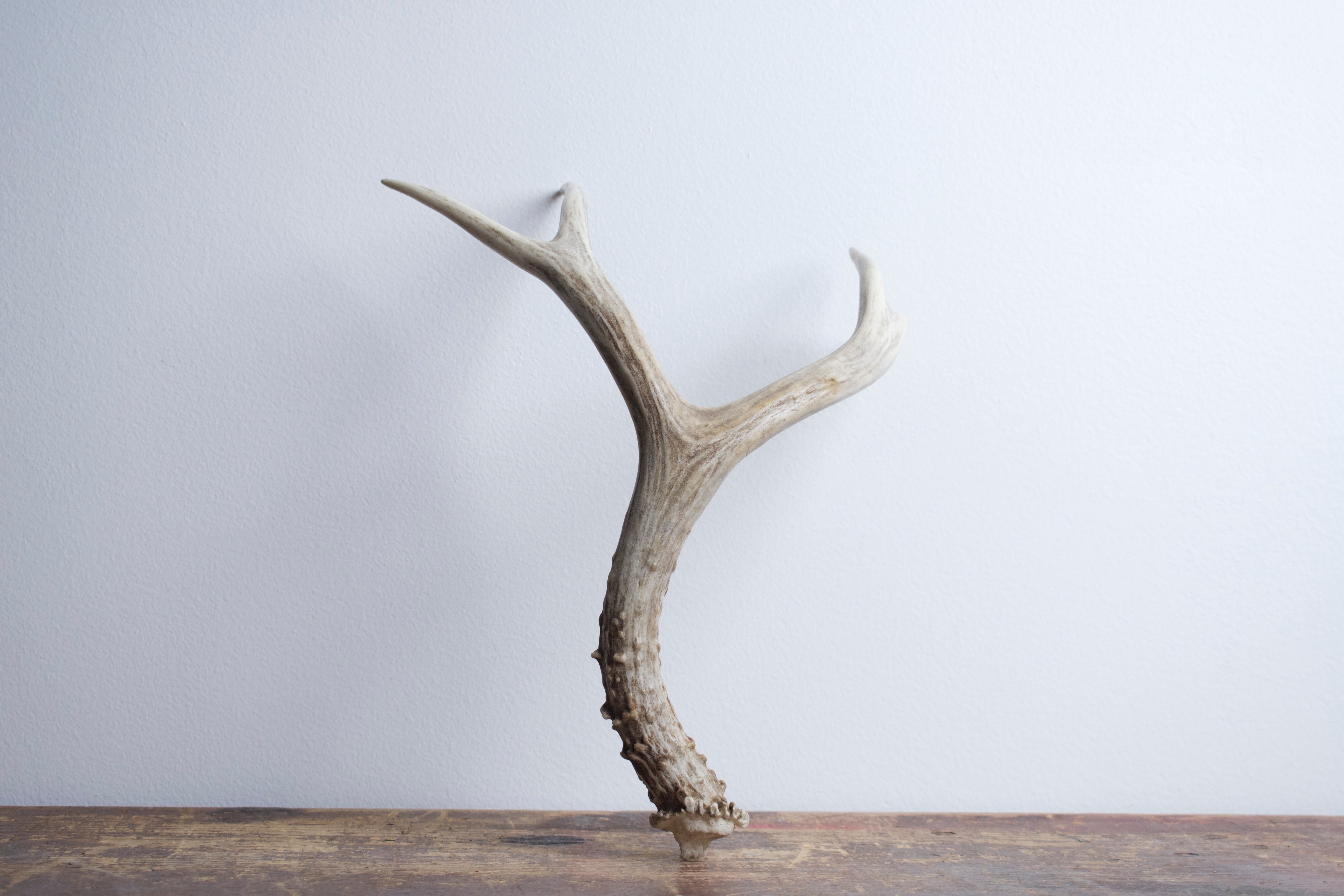 Mule Deer Antler | 30