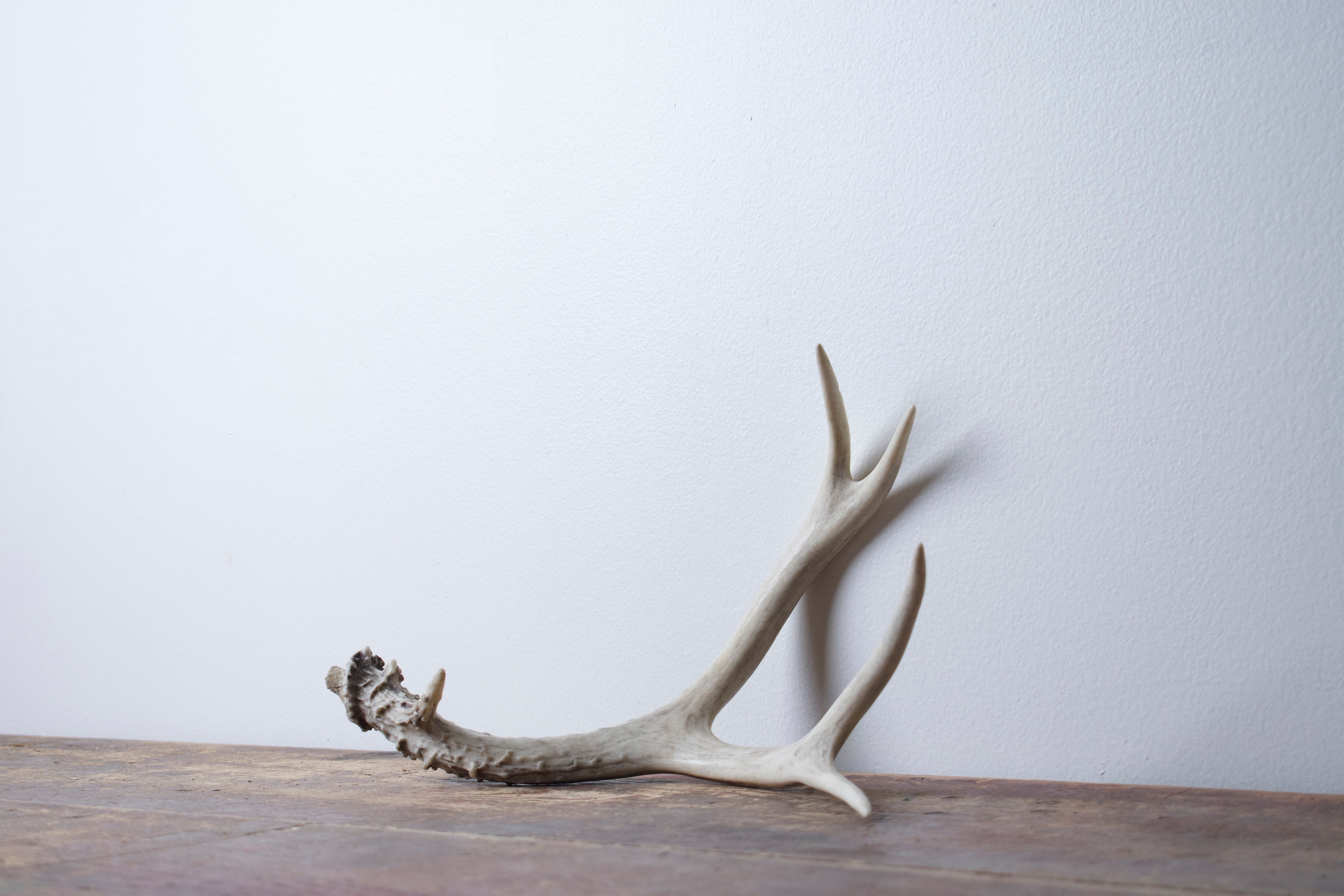 Mule Deer Antler | 30