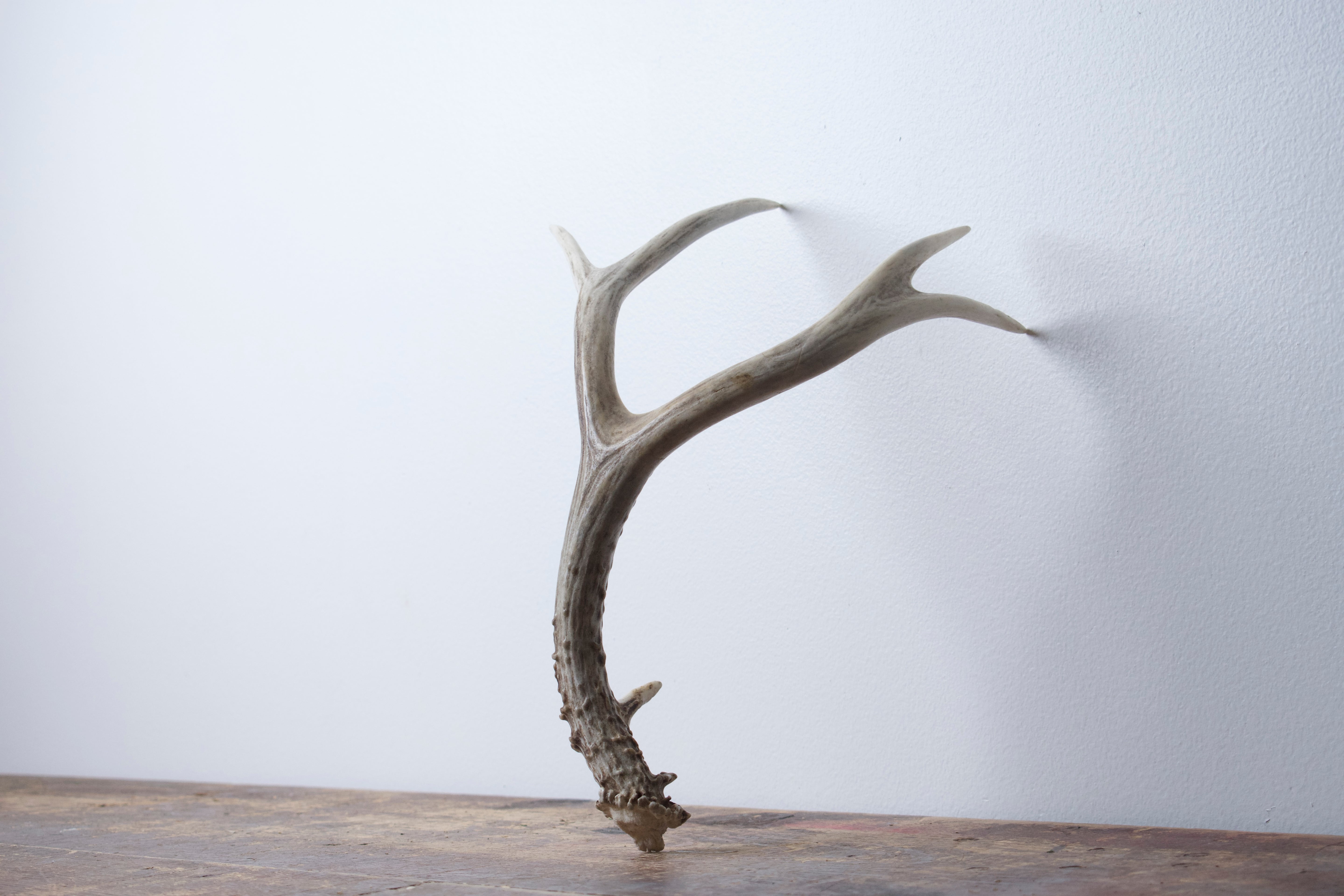 Mule Deer Antler | 30