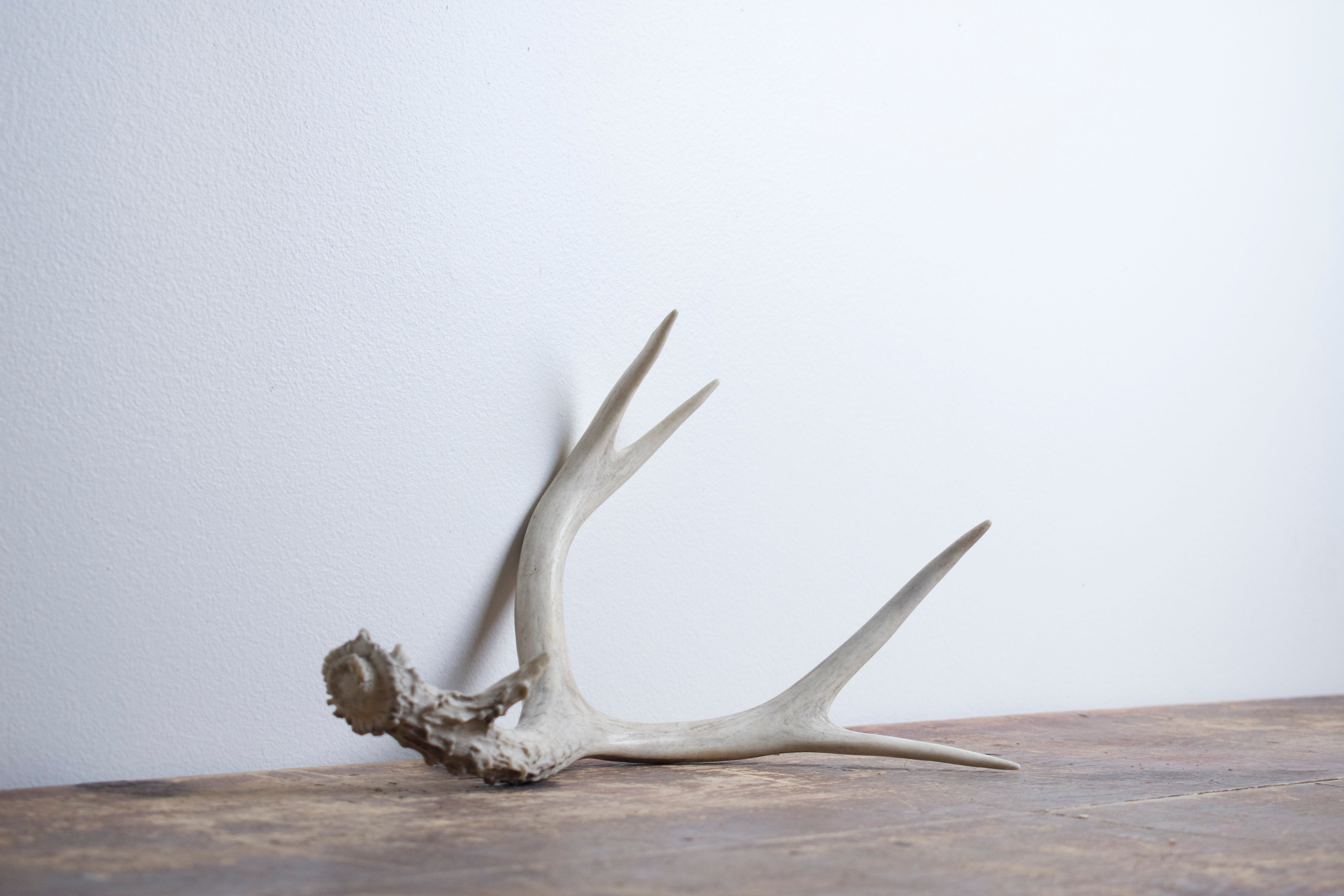 Mule Deer Antler | 30