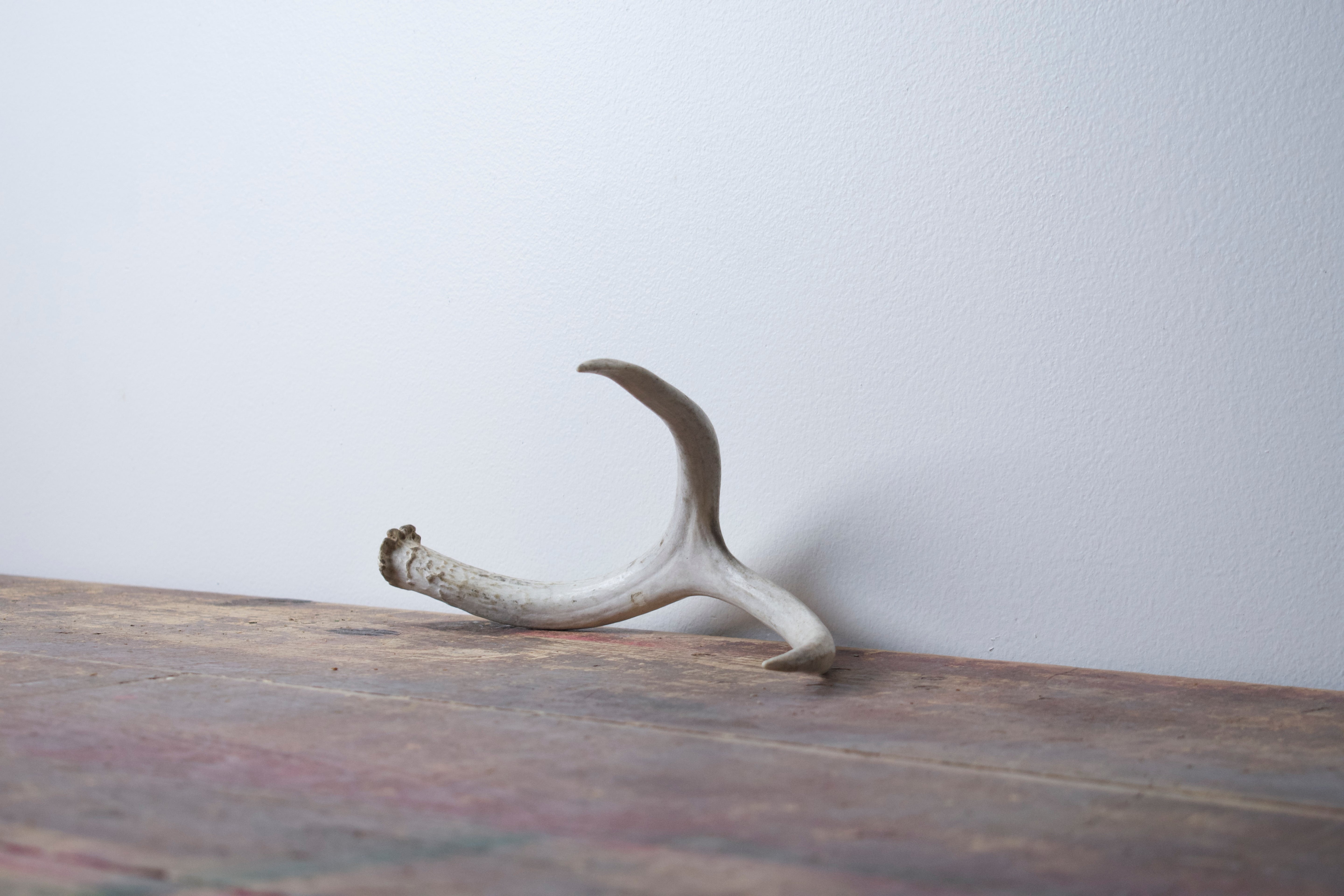 Mule Deer Antler | Small Size | 32