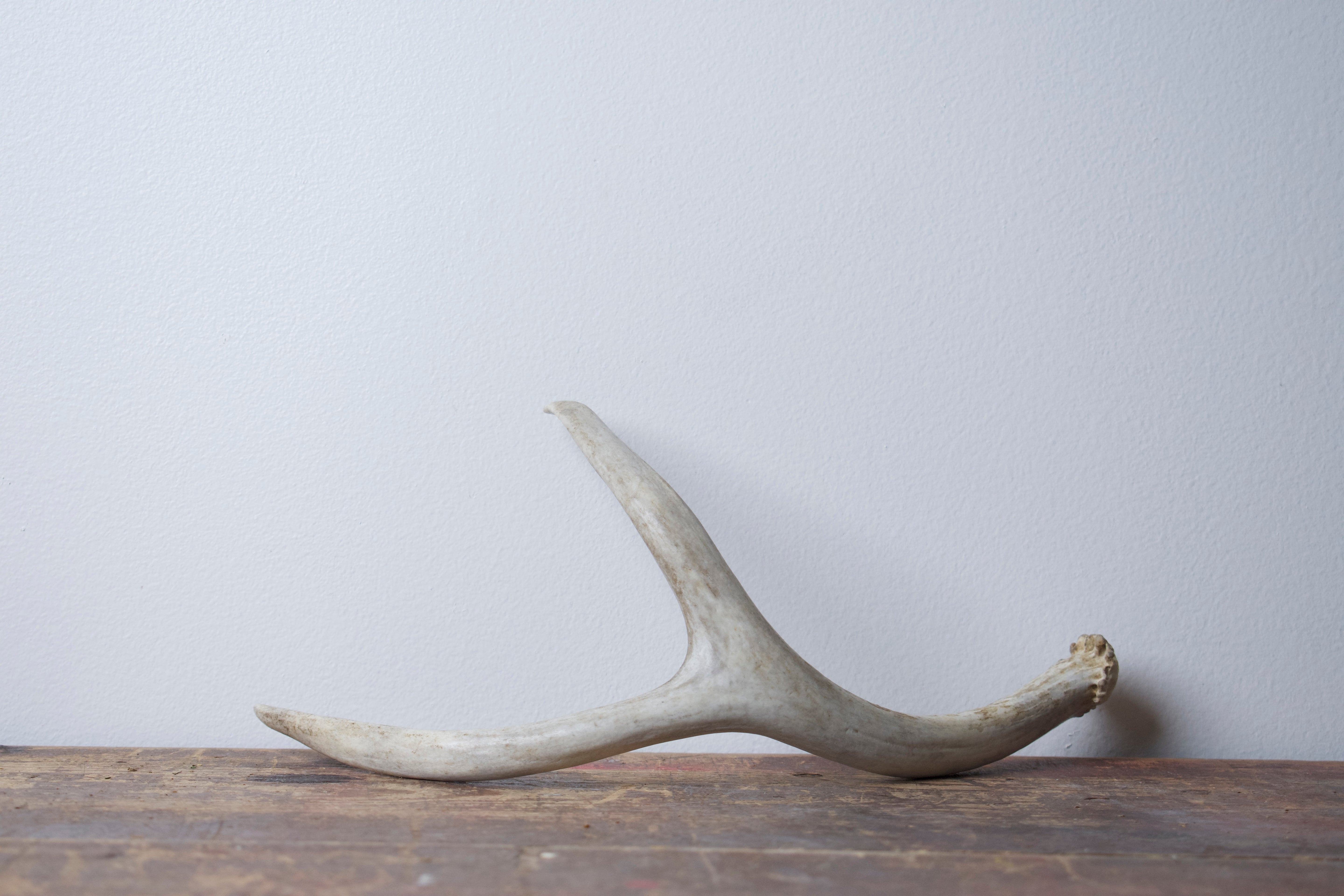 Mule Deer Antler | Small Size | 32