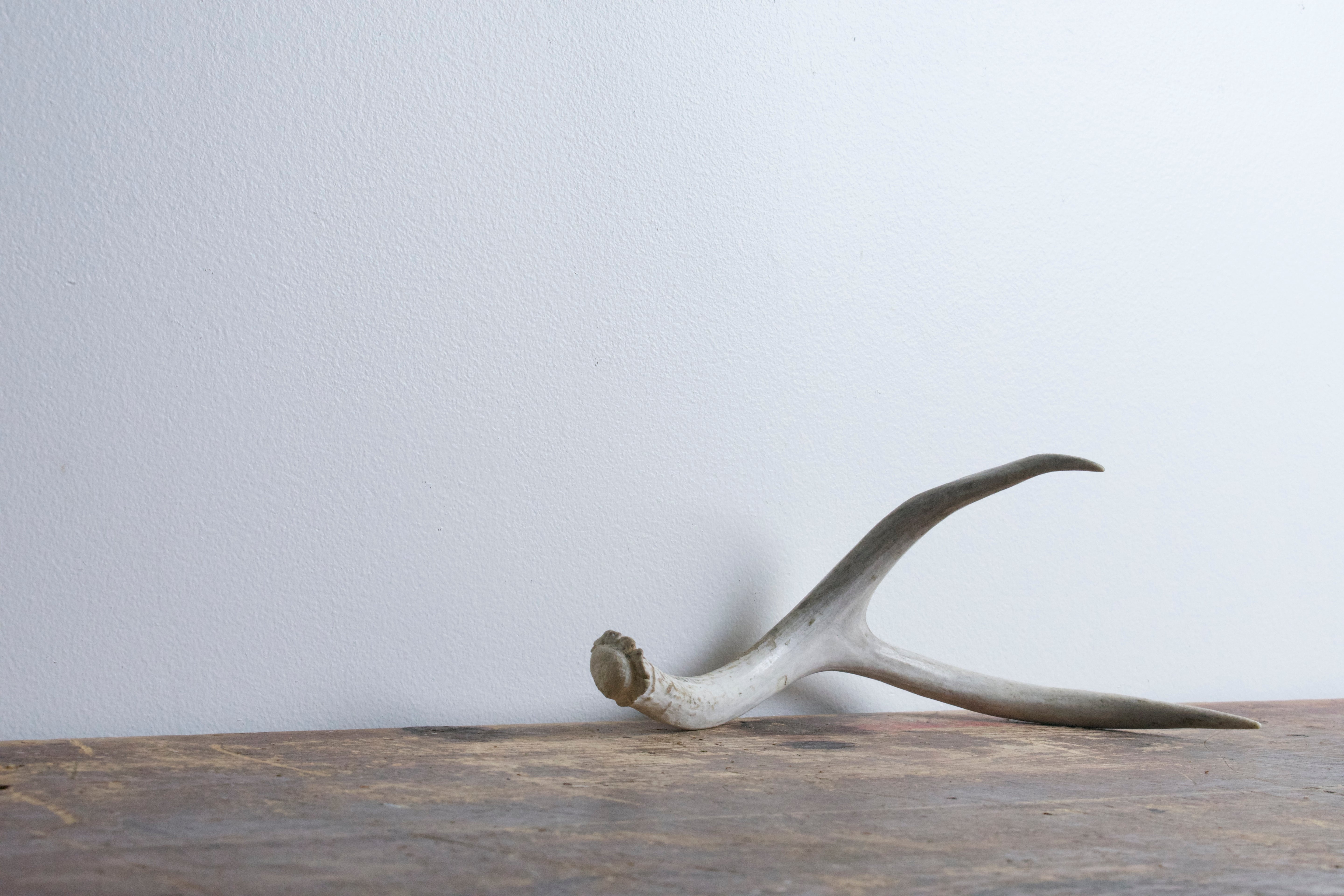 Mule Deer Antler | Small Size | 32