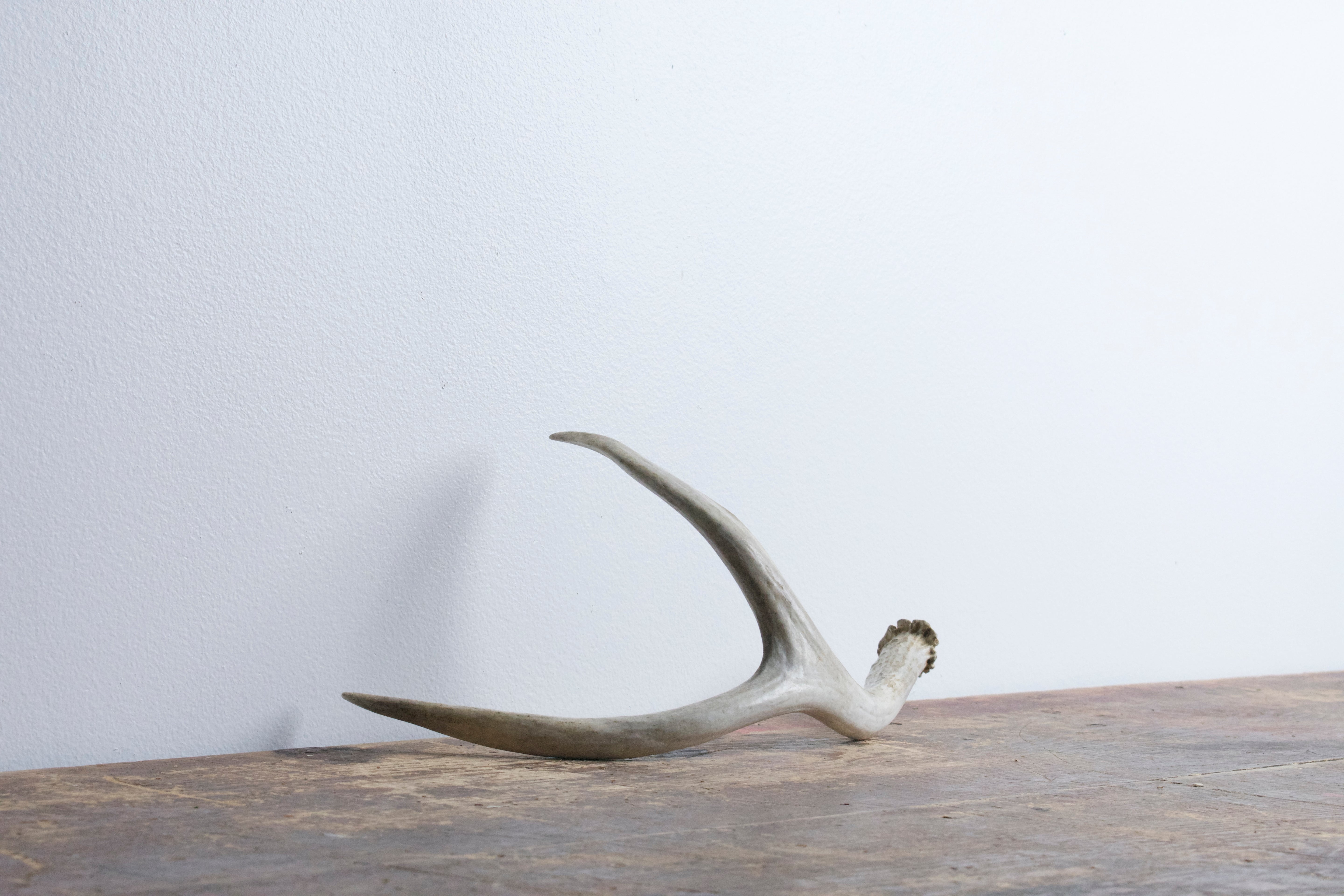 Mule Deer Antler | Small Size | 32