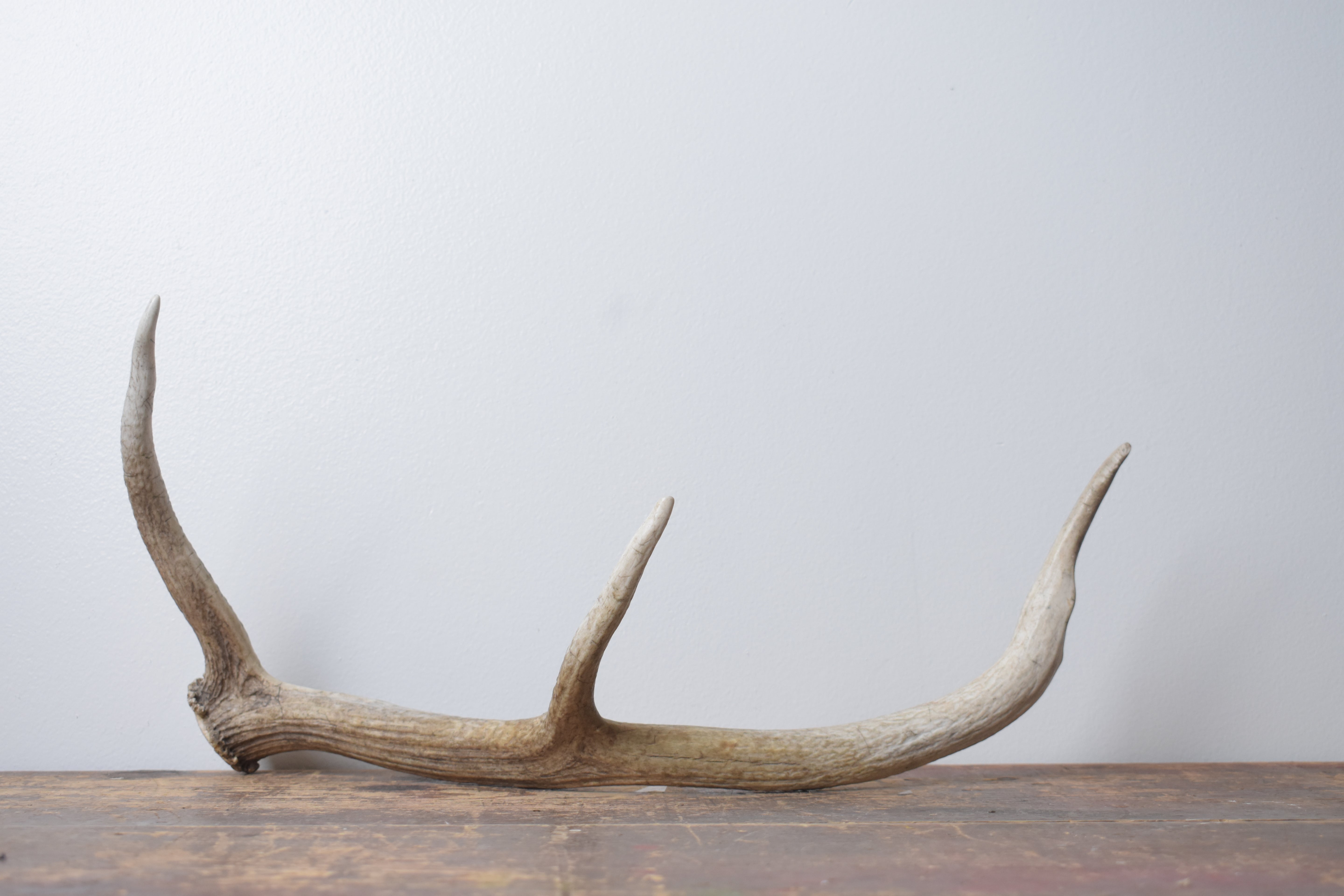 Elk Antler | Small Size | 126