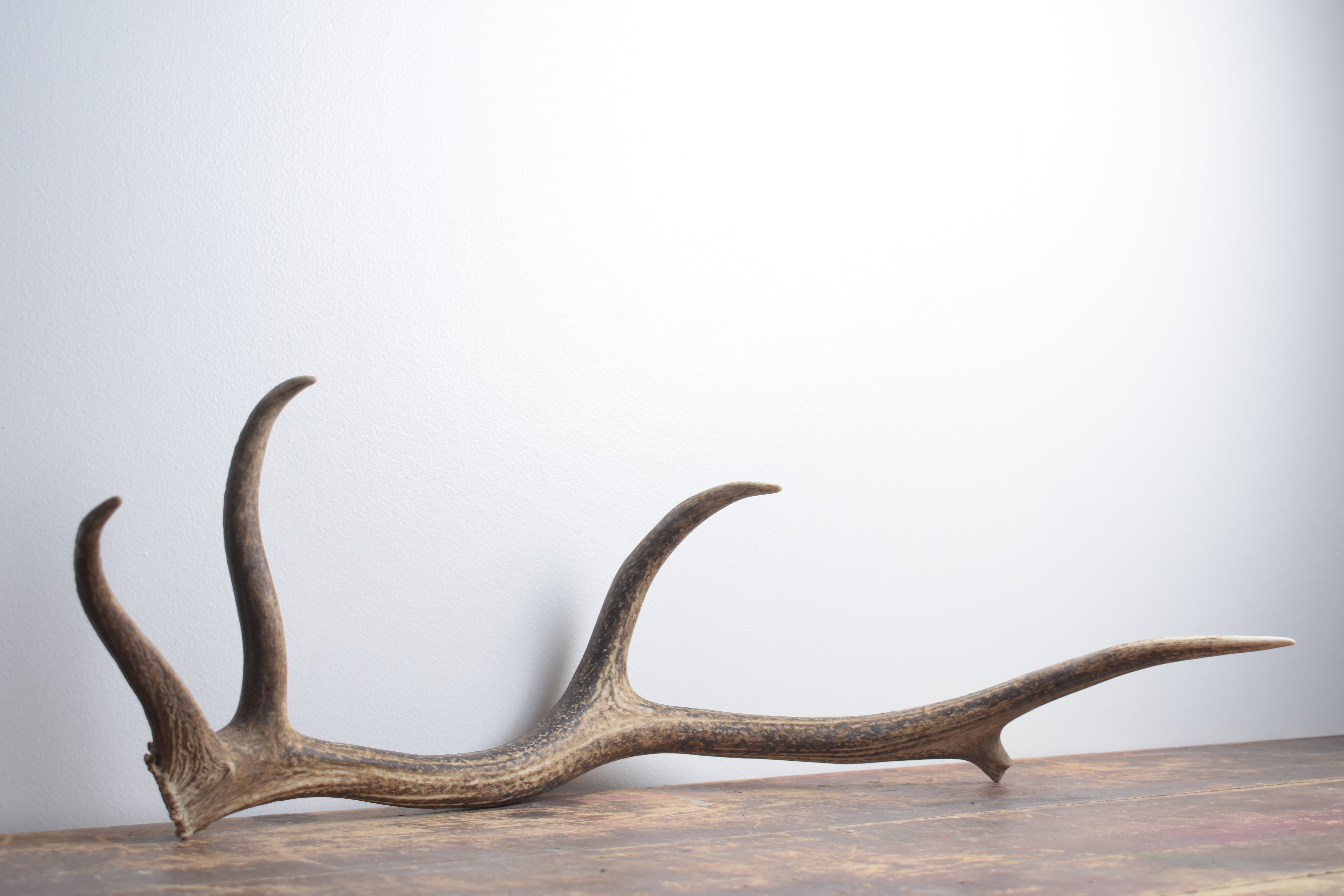 Elk Antler | Small Size | 139