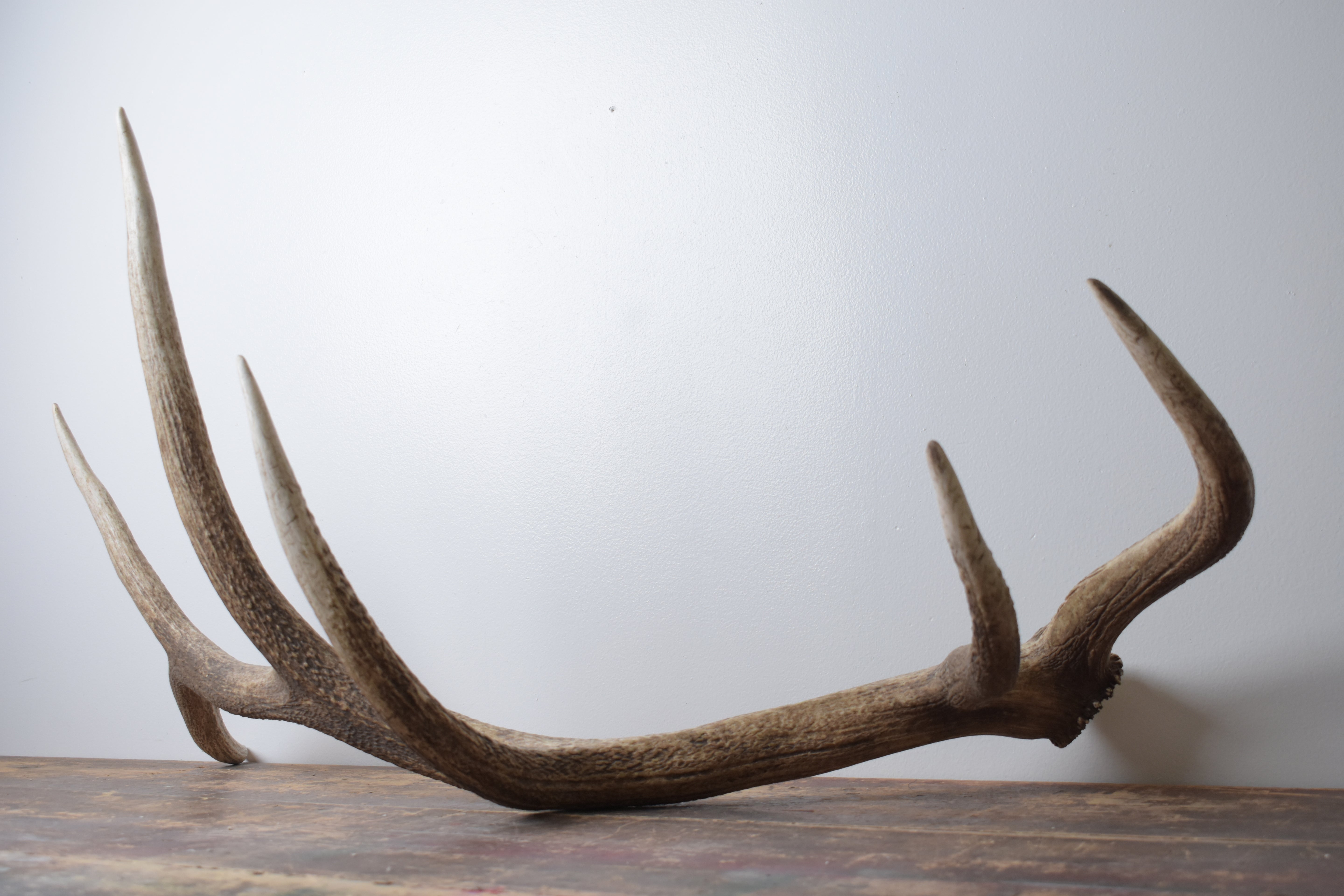 Elk Antler | Extra-Large Size | 174