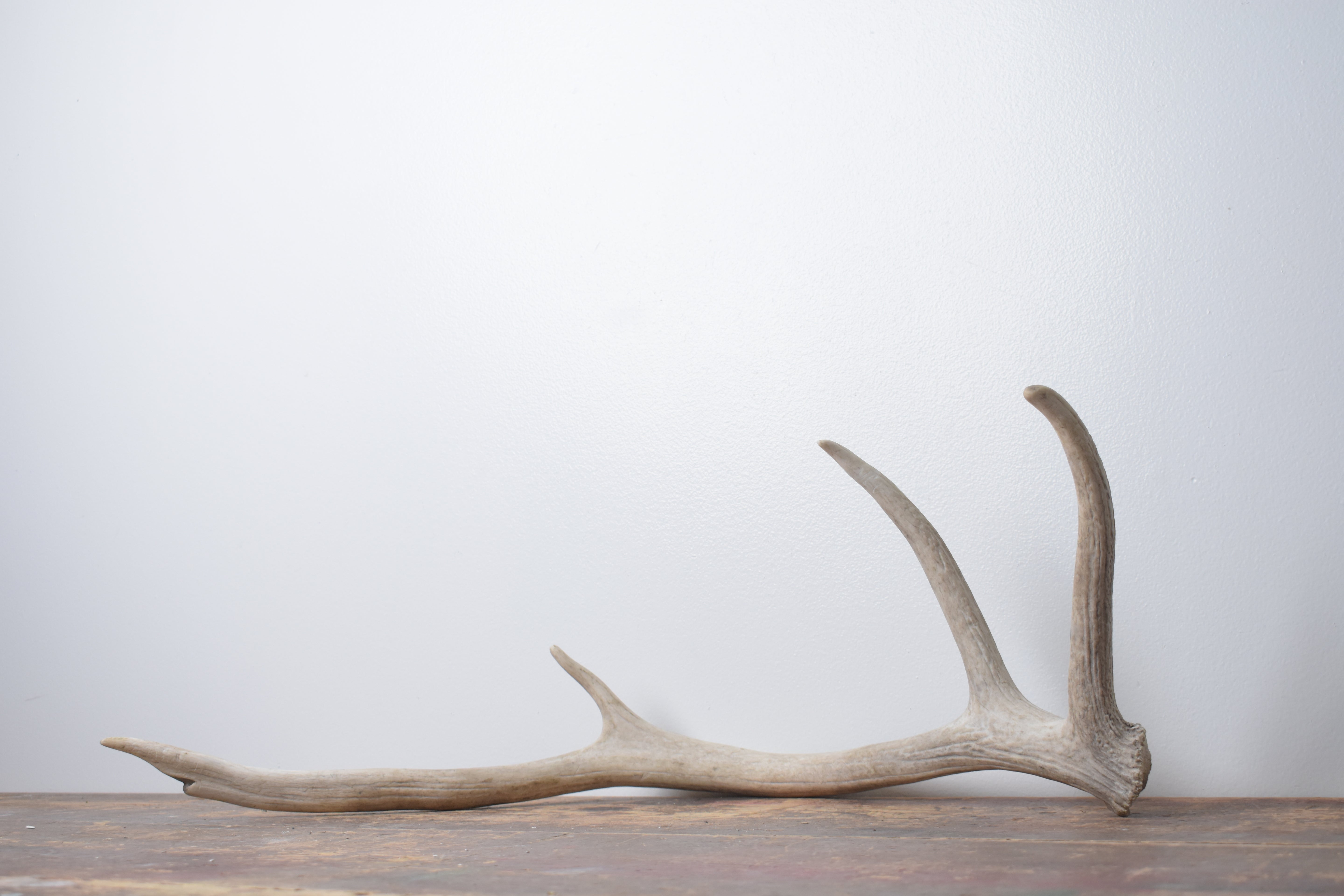 Elk Antler | Small Size | 144