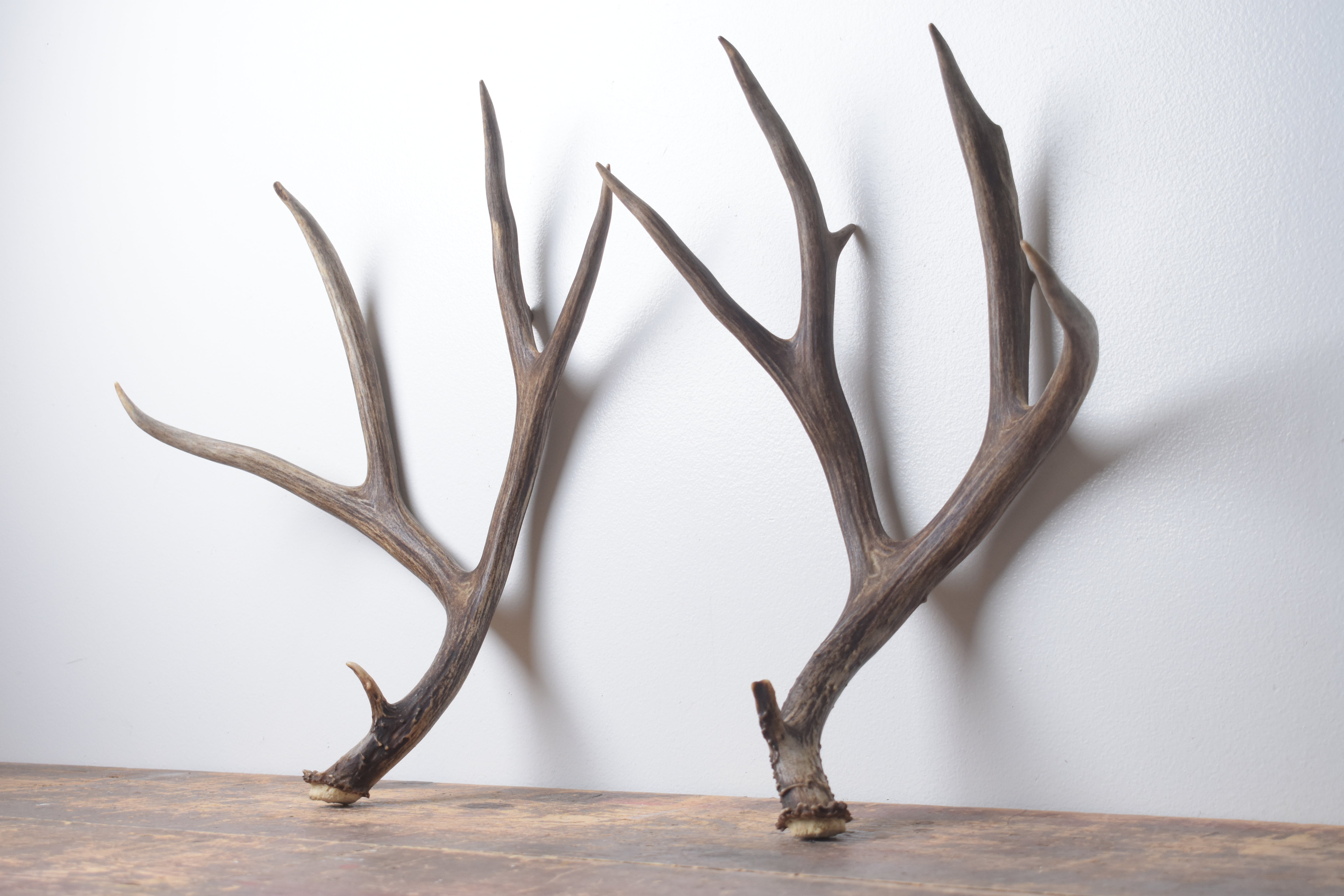 Mule Deer Antler Set | Large | 2