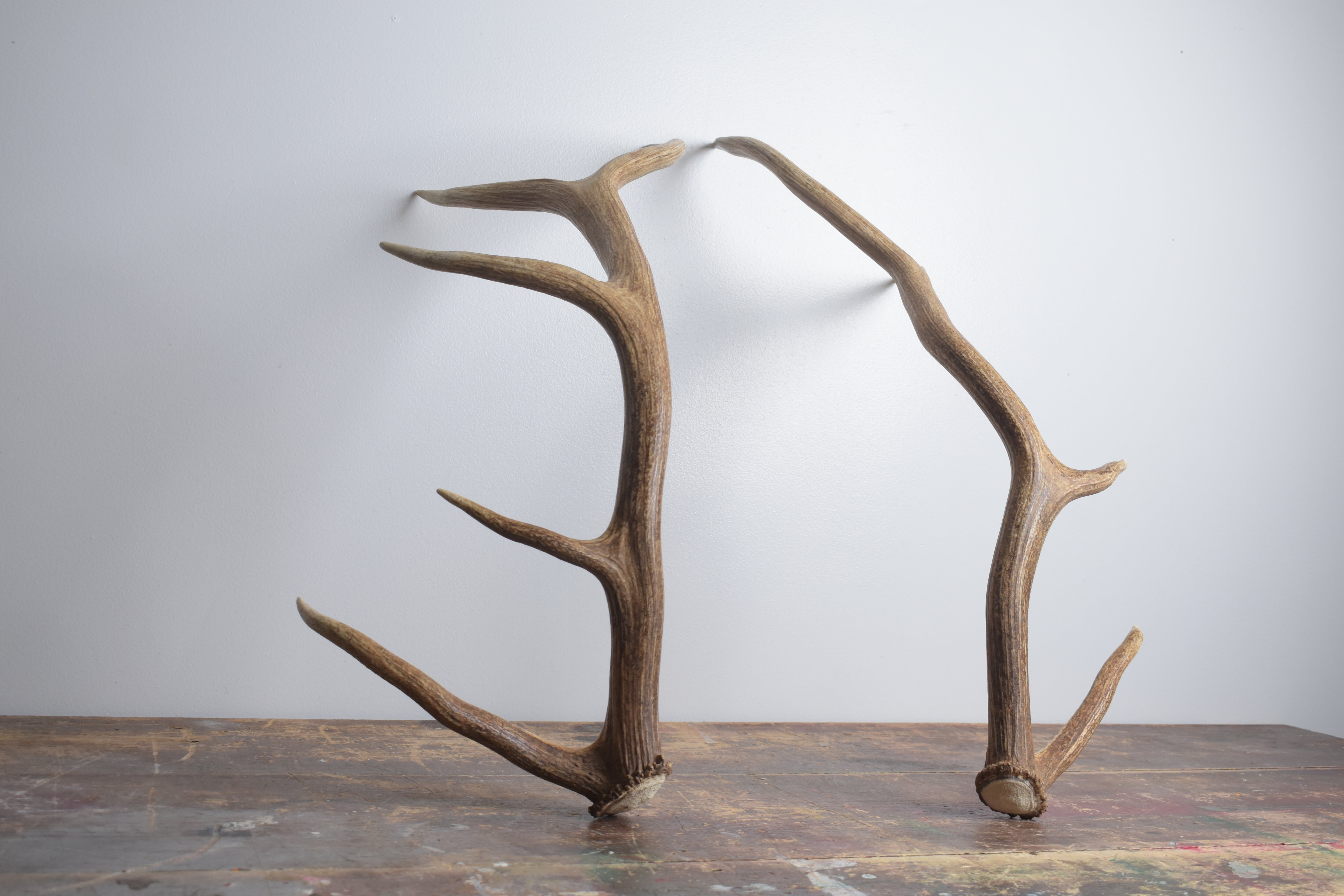 Elk Antler Set | Medium | 153