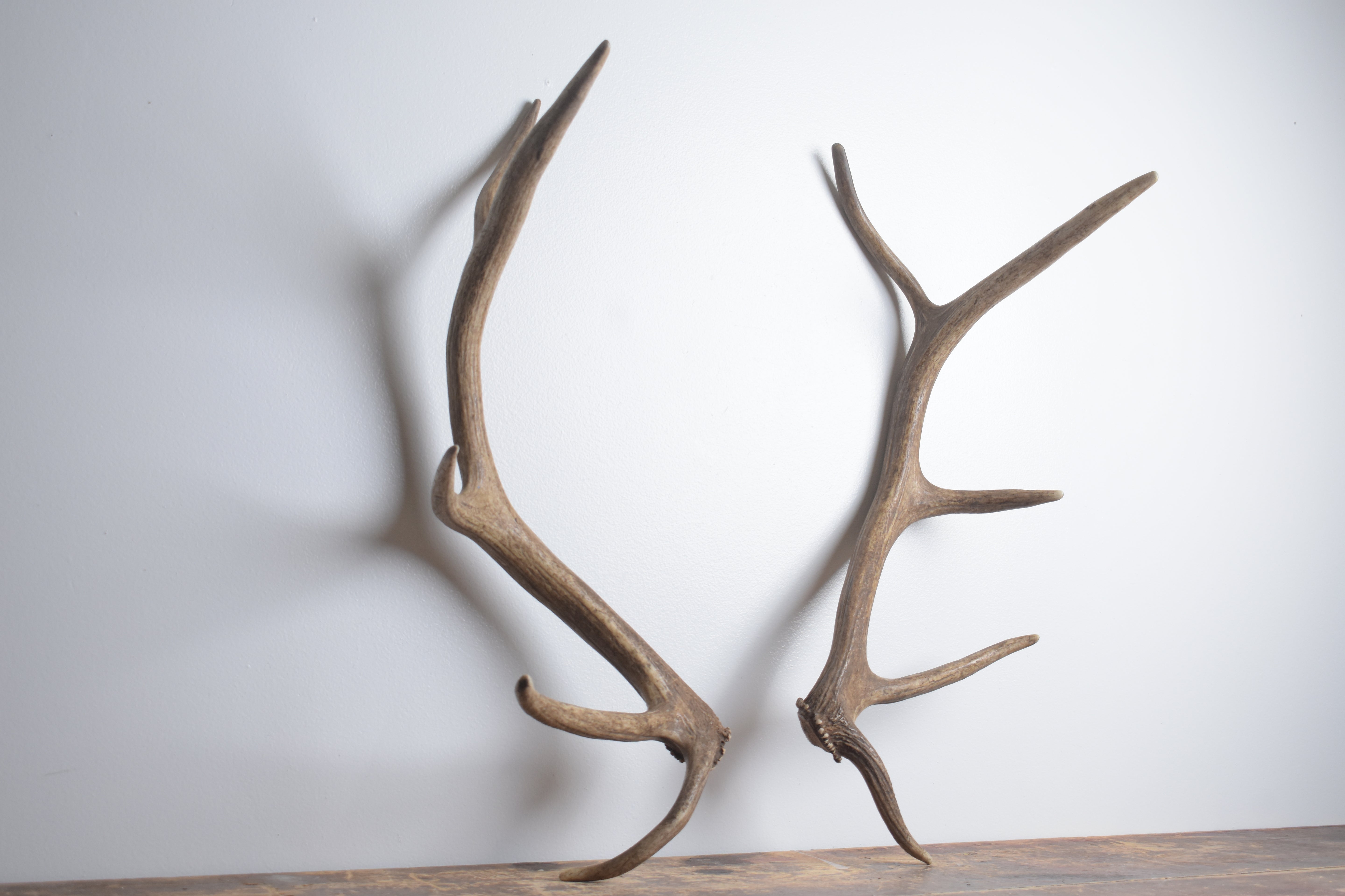 Elk Antler Set | Small | 136