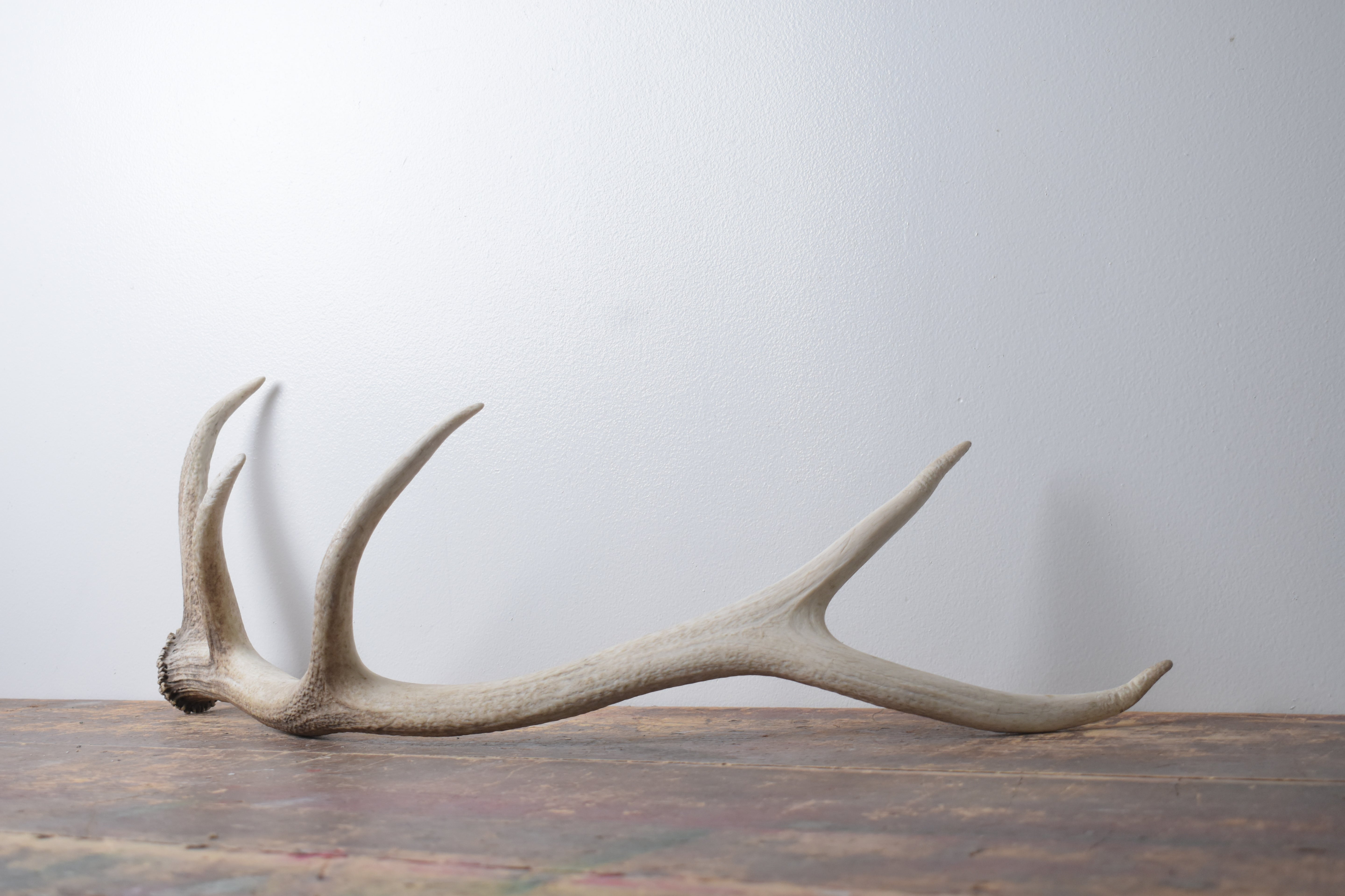 Elk Antler | Medium Size | 122