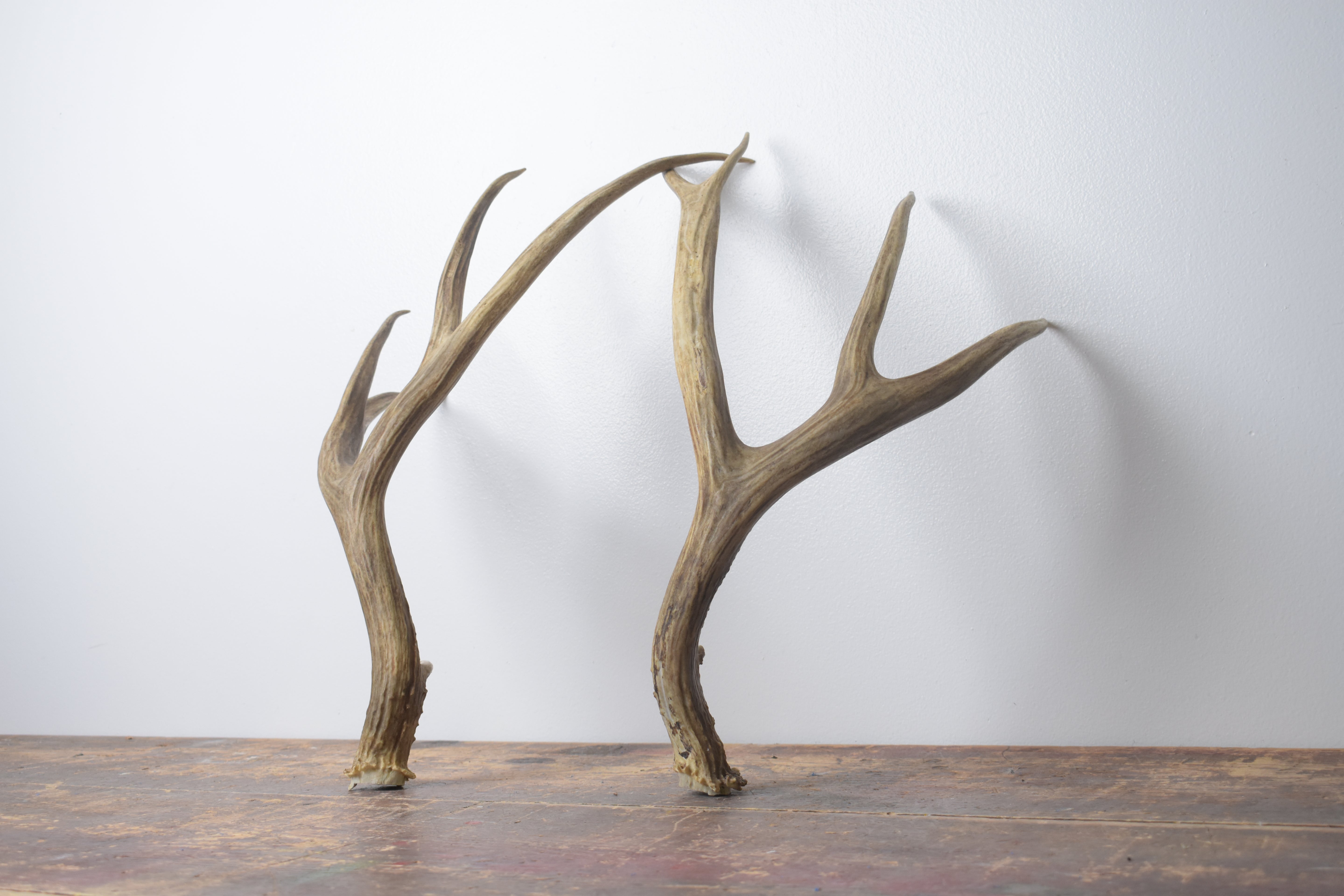 Mule Deer Antler Set | Large | 66