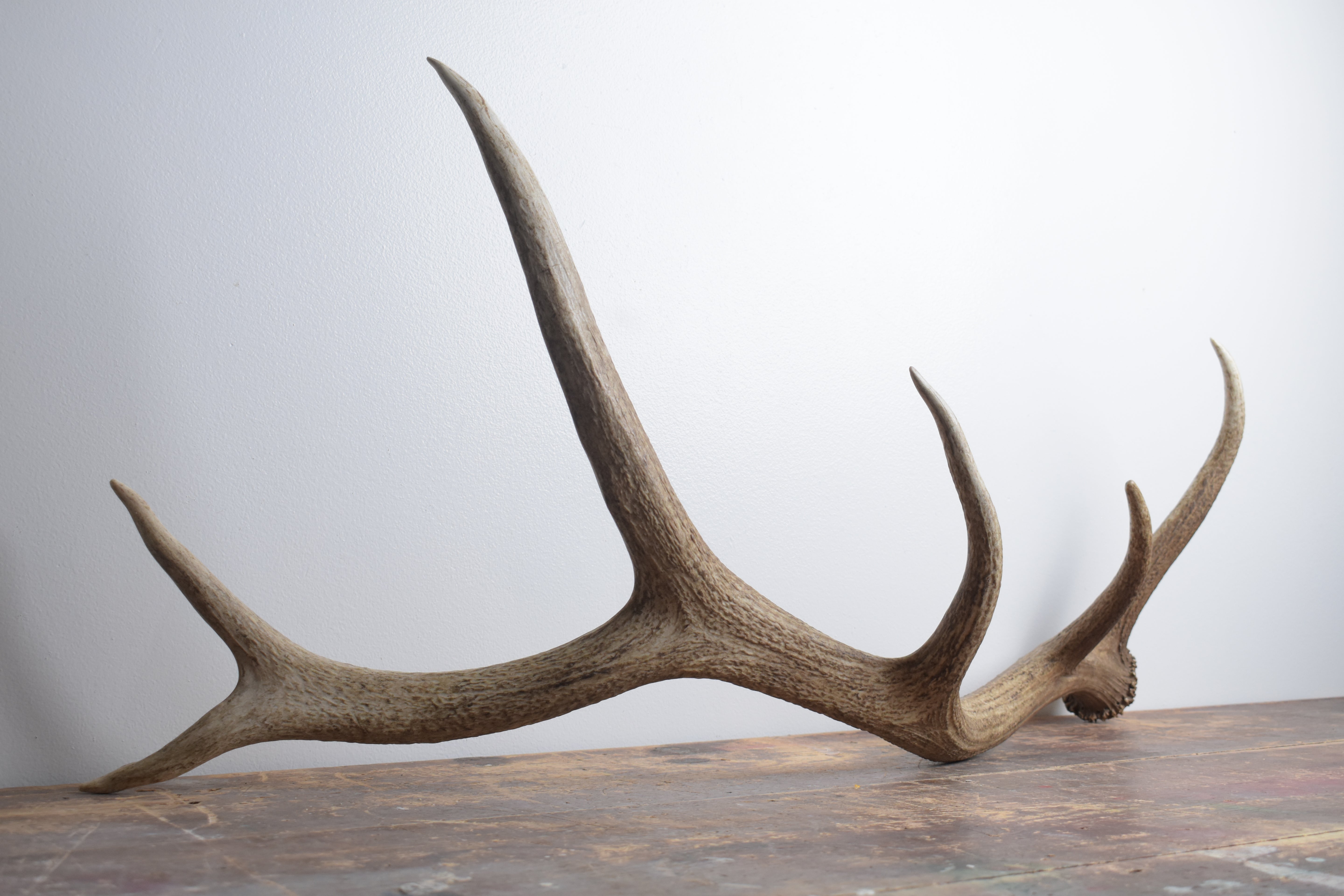 Elk Antler | Large Size | 161
