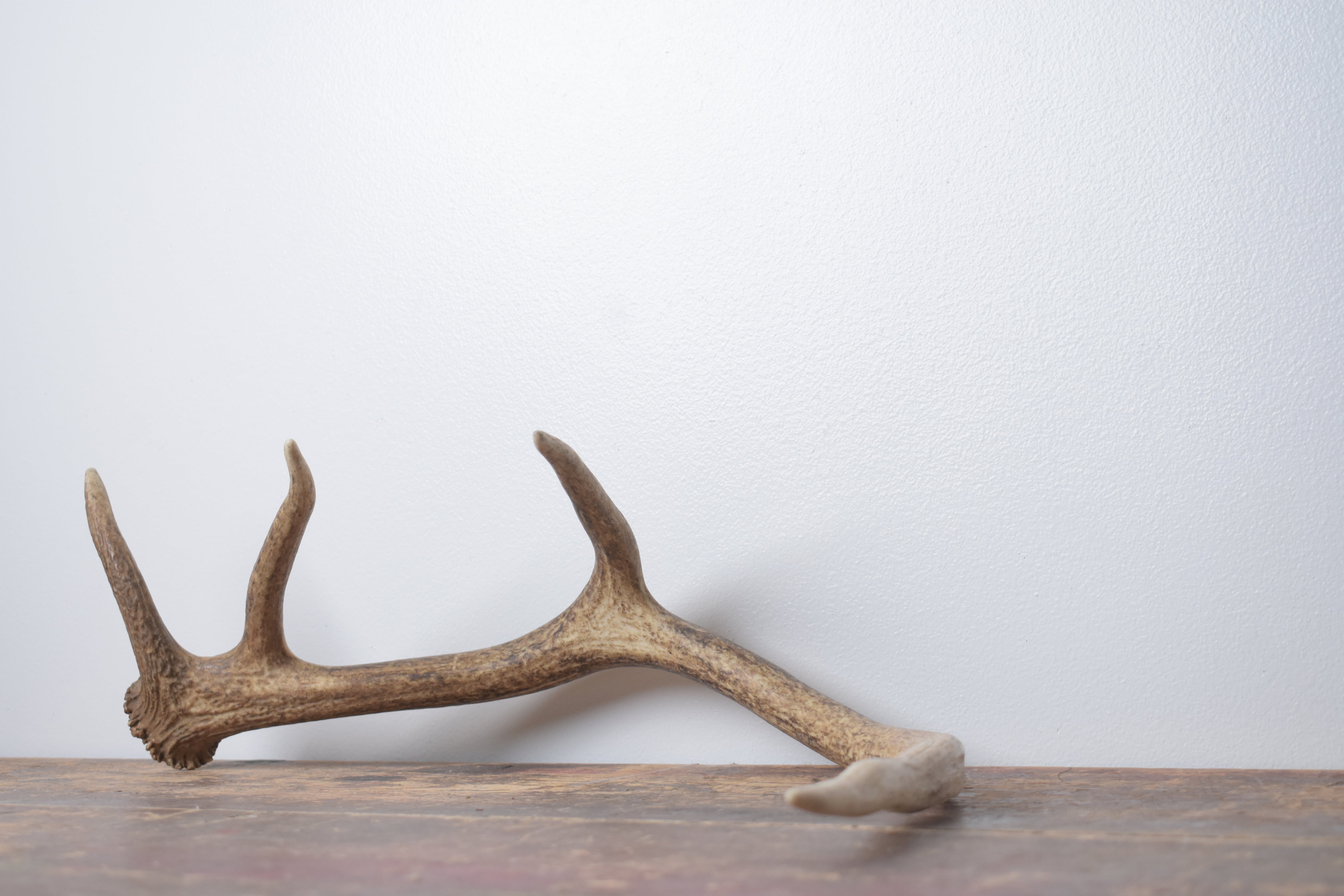 Elk Antler | Small Size | 137