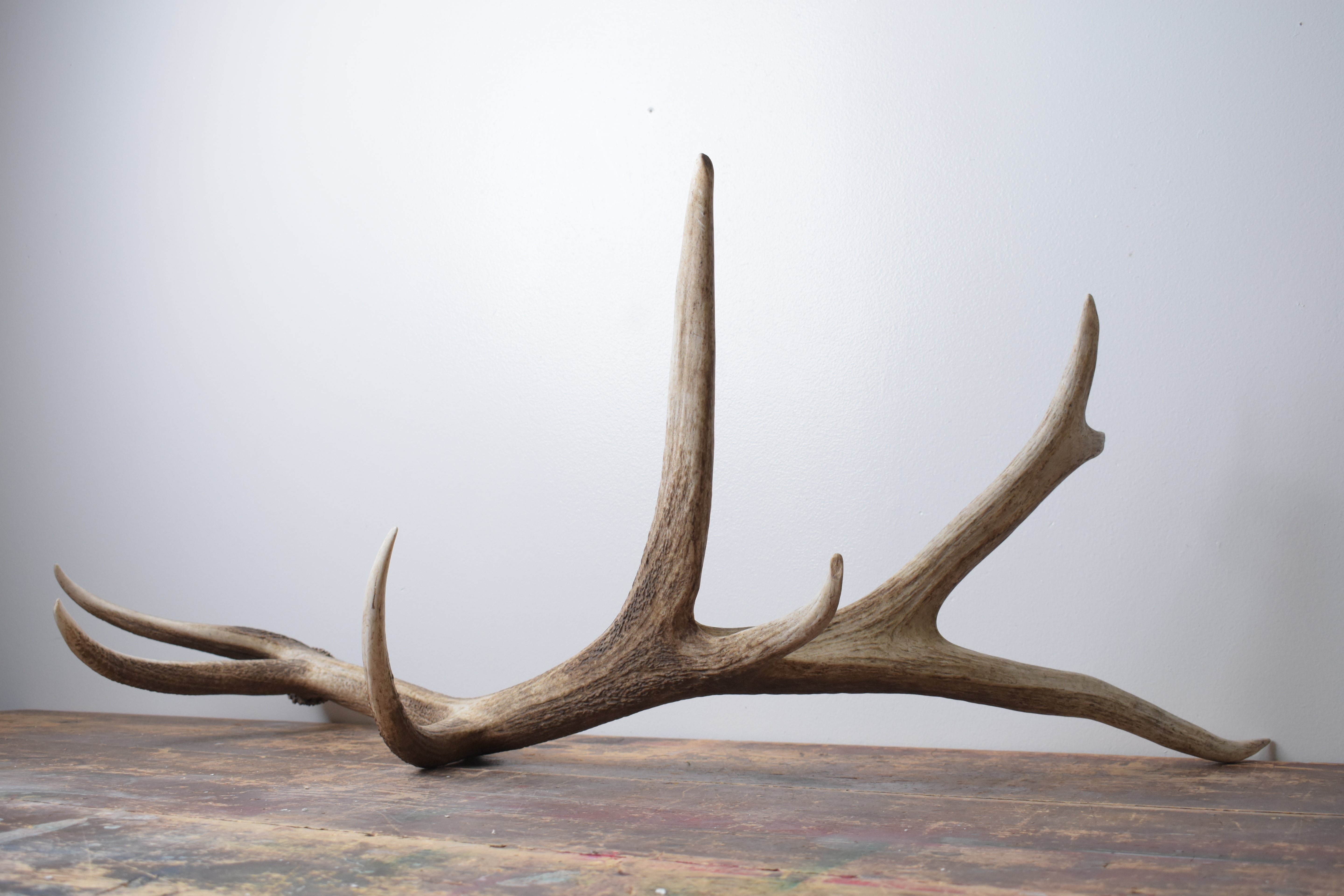 Elk Antler | Extra-Large Size | 176