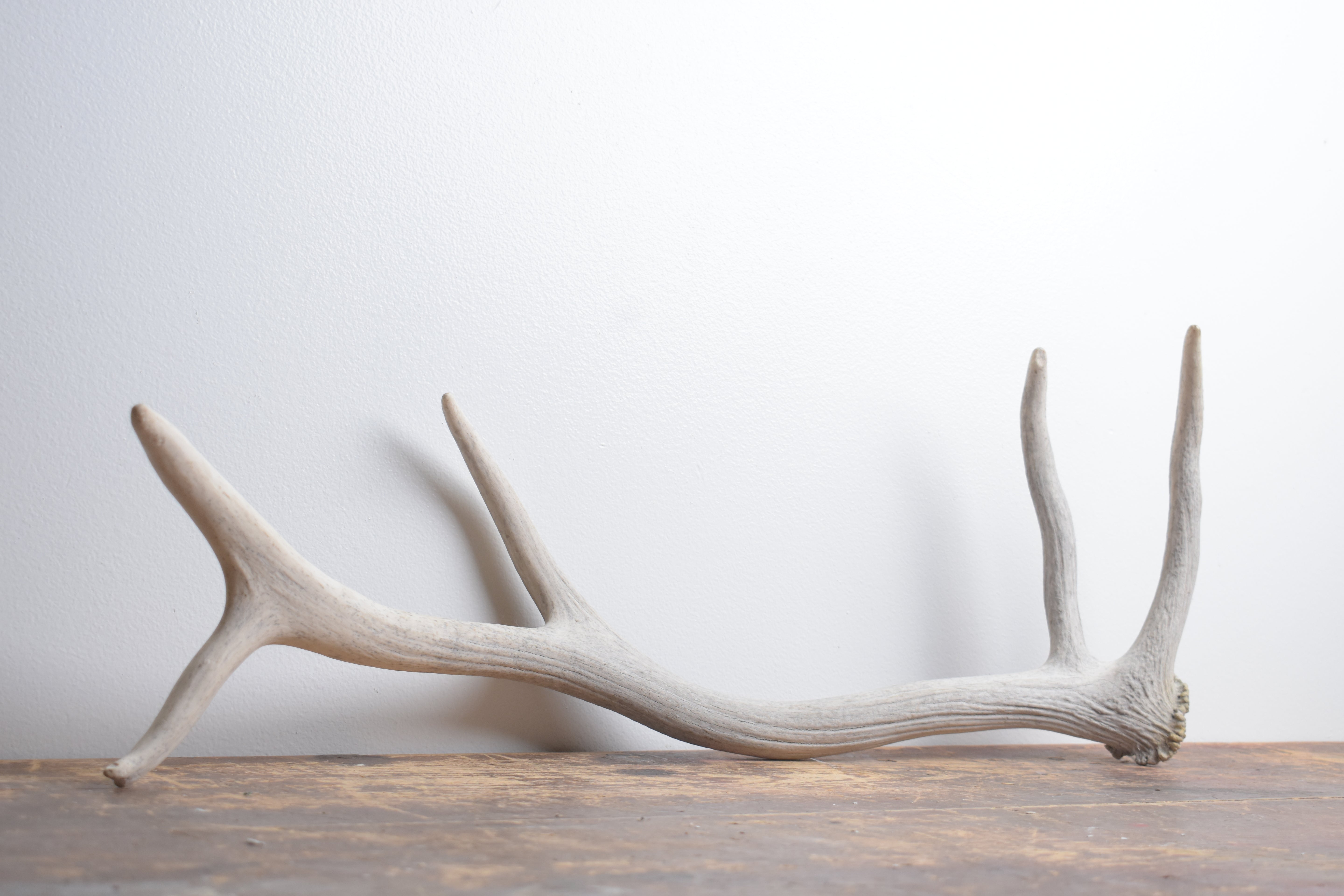 Elk Antler | Small Size | 132