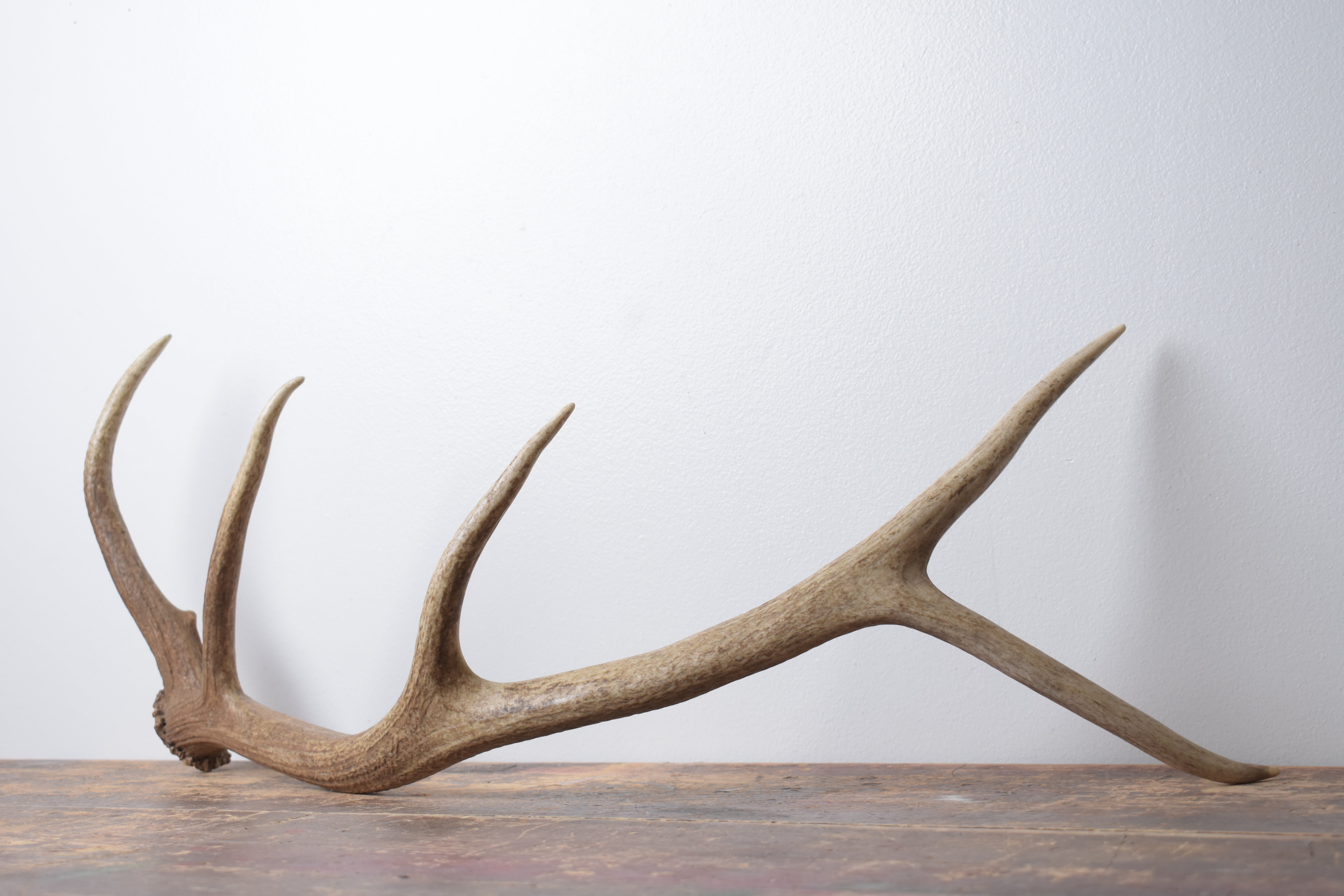 Elk Antler | Small Size | 171