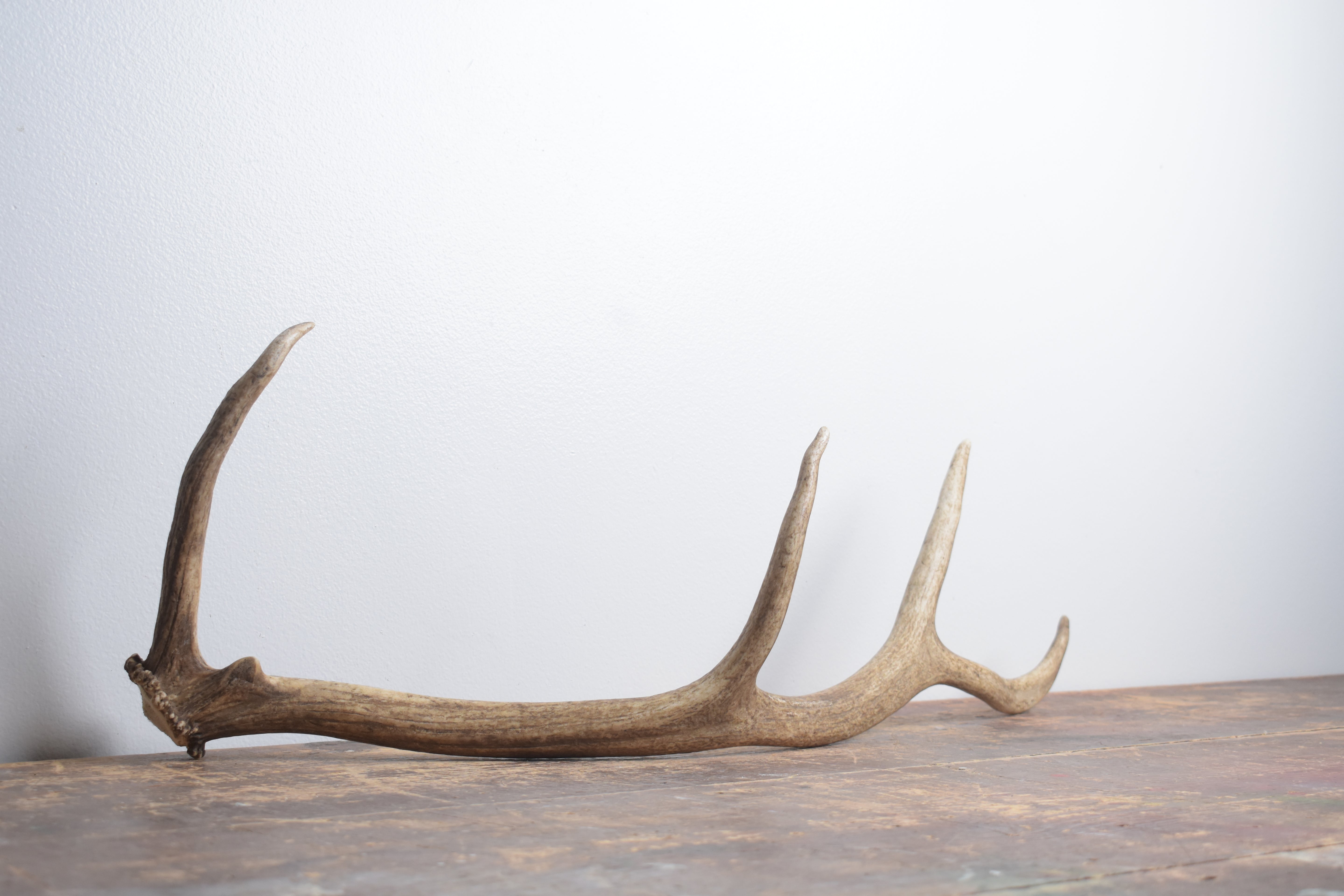 Elk Antler | Small Size | 149