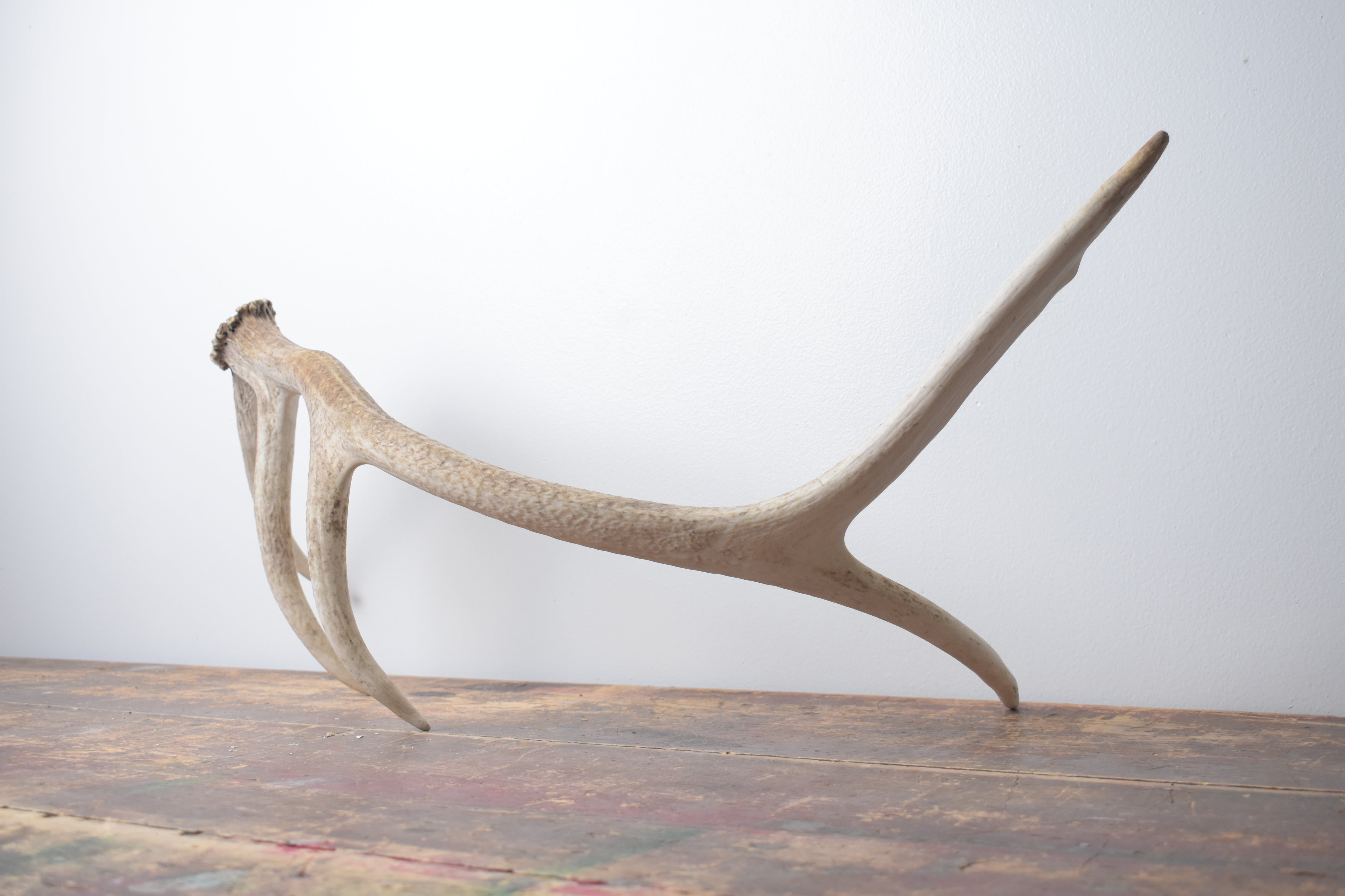 Elk Antler | Medium Size | 121
