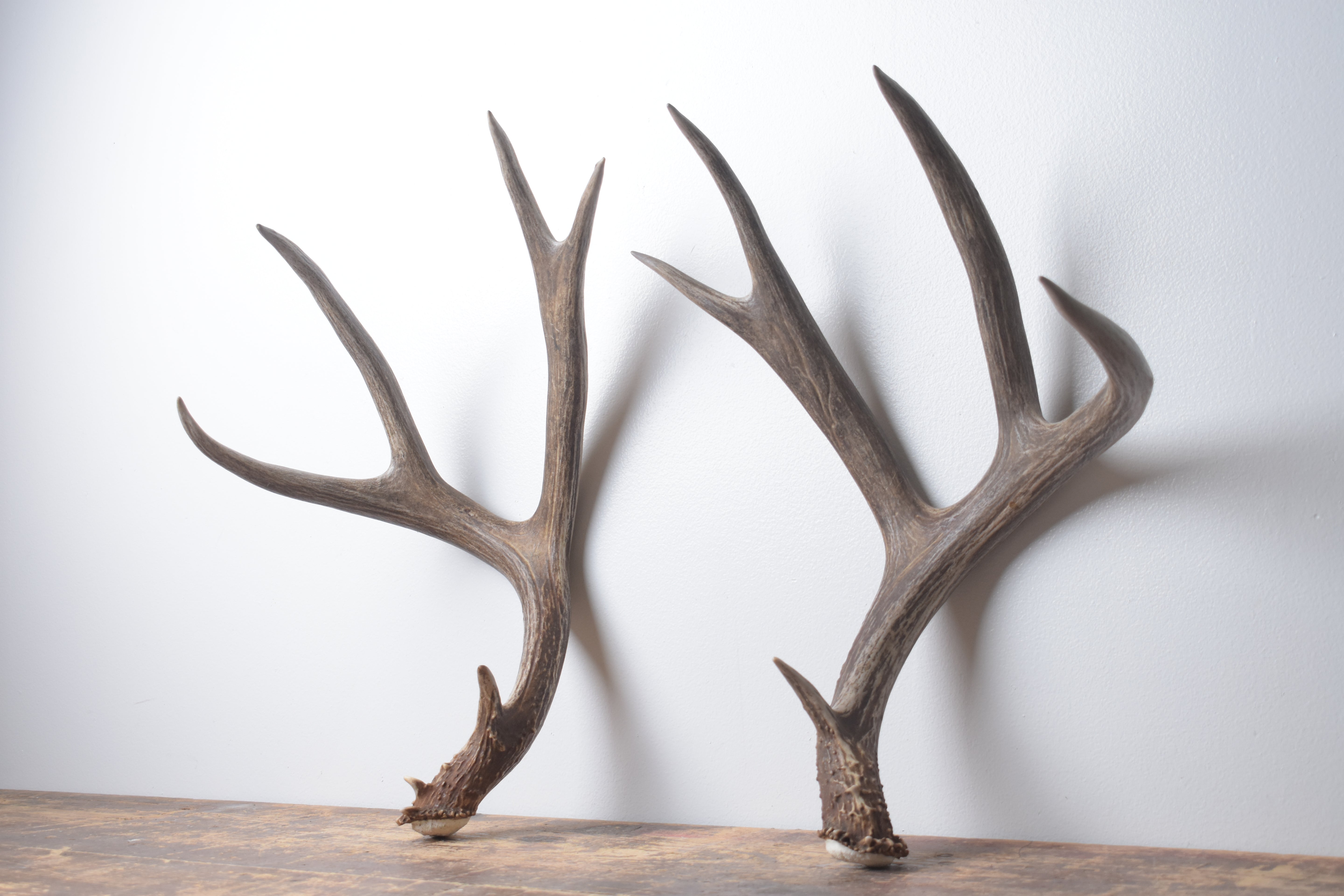 Mule Deer Antler Set | Extra-Large | 1