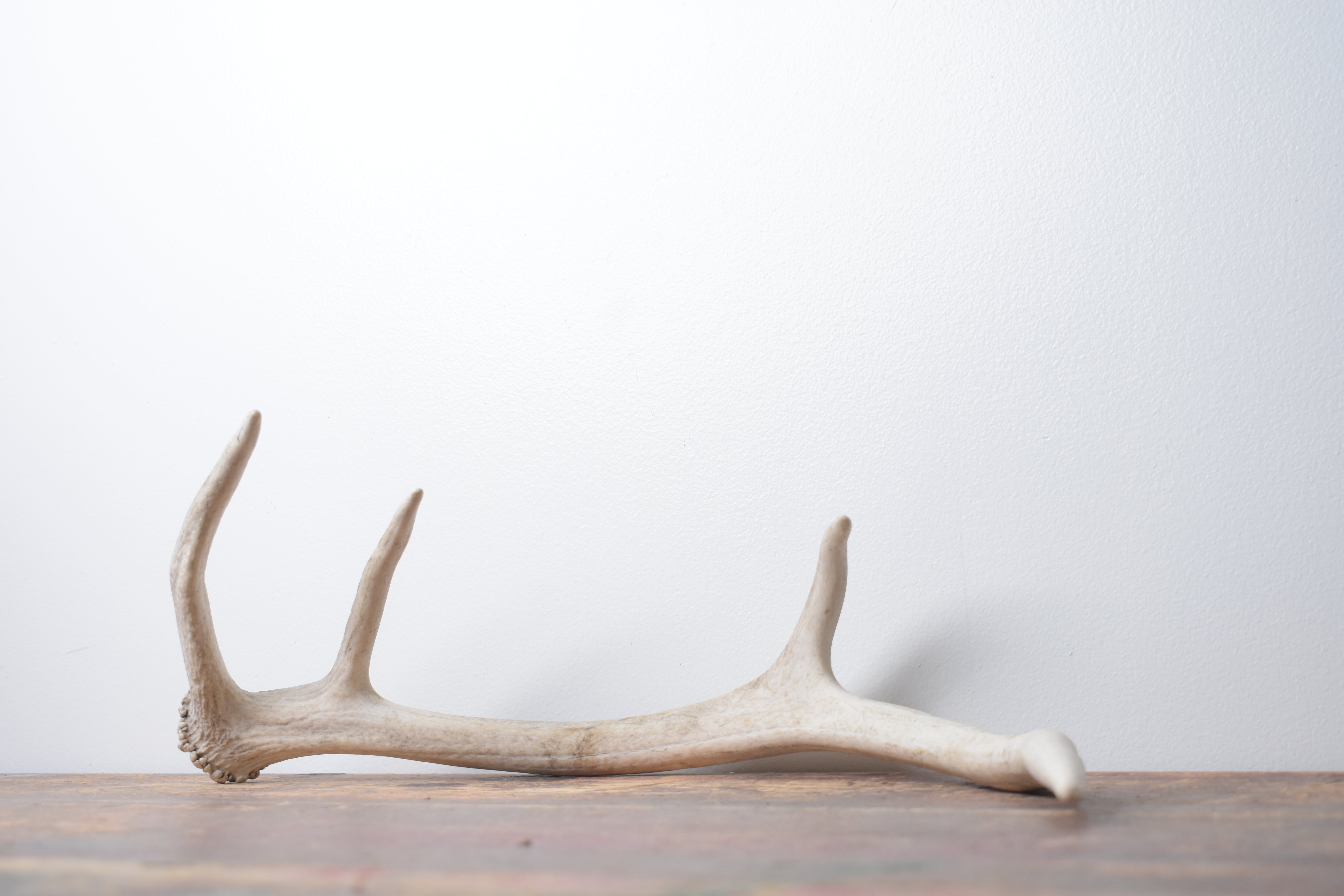 Elk Antler | Small Size | 143