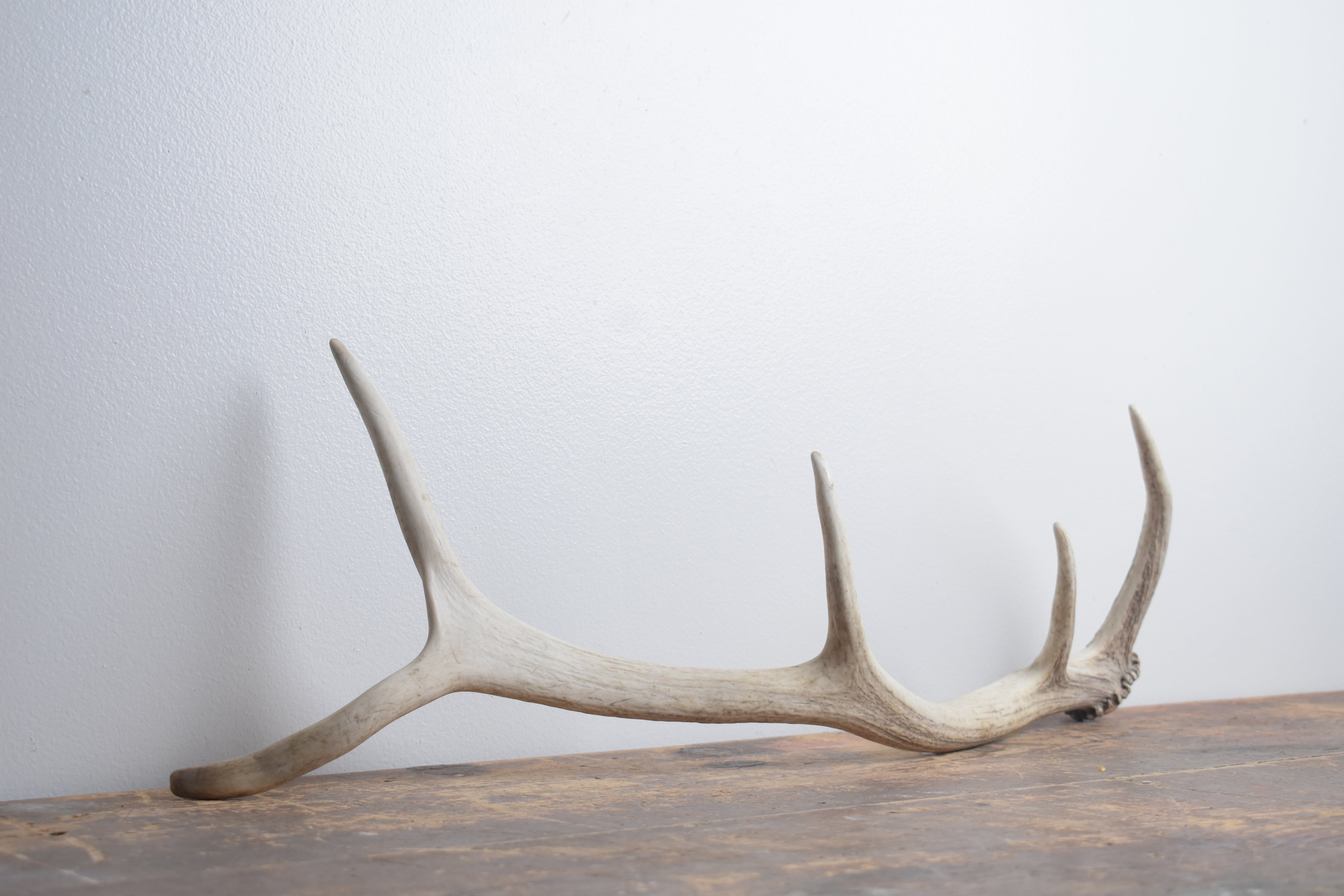 Elk Antler | Small Size | 157