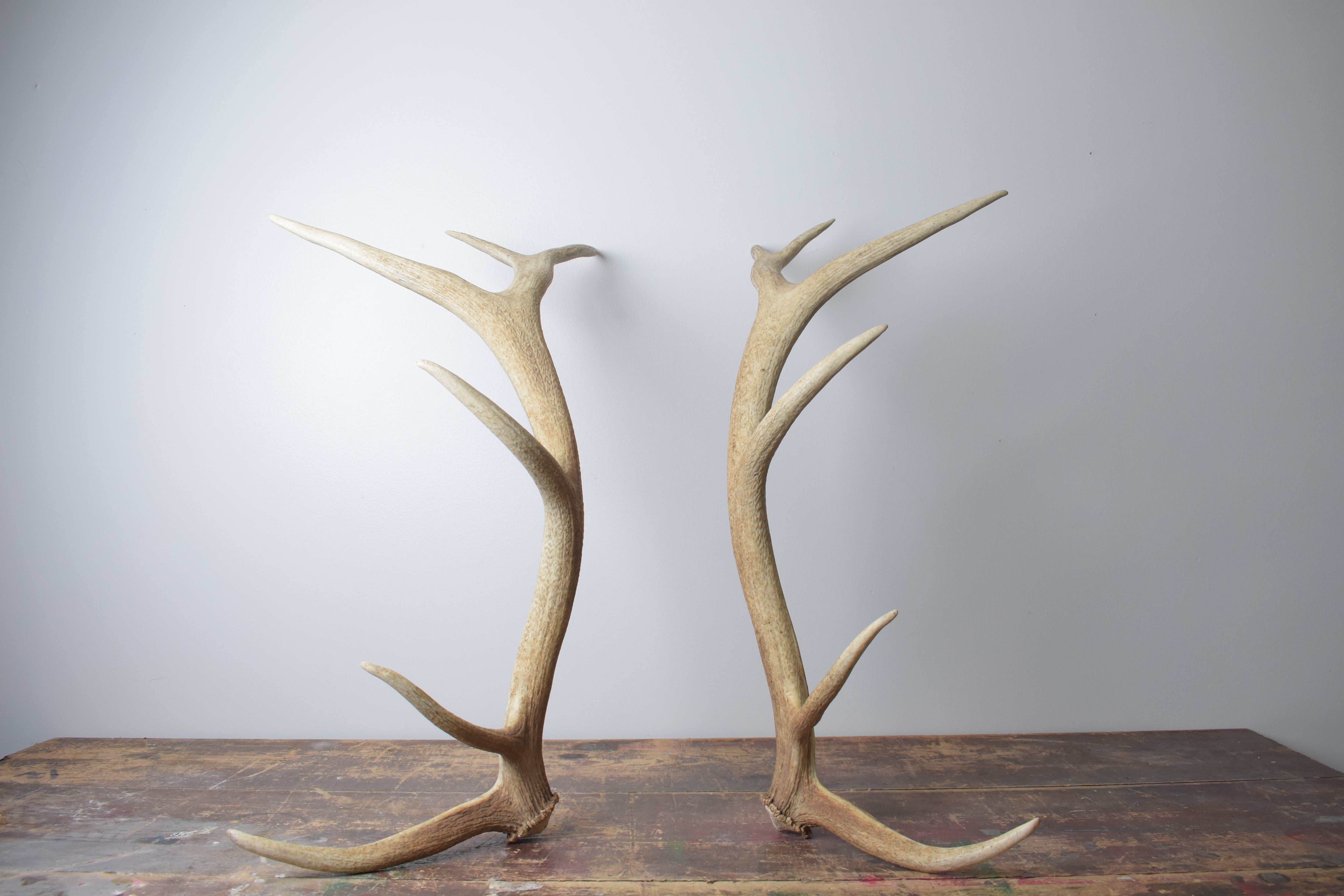 Elk Antler Set | Medium | 154