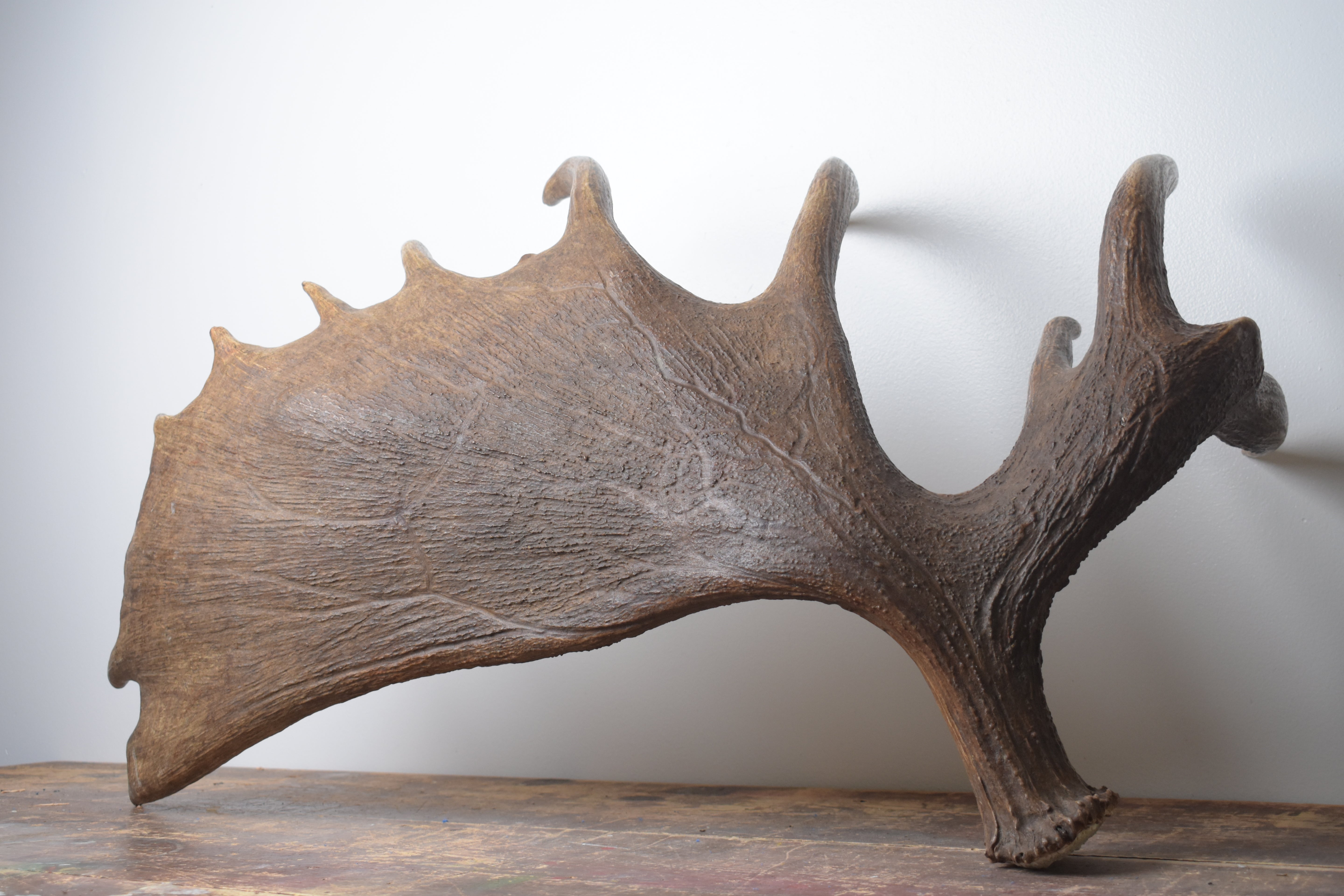 Moose Antler | Extra-Large | 14
