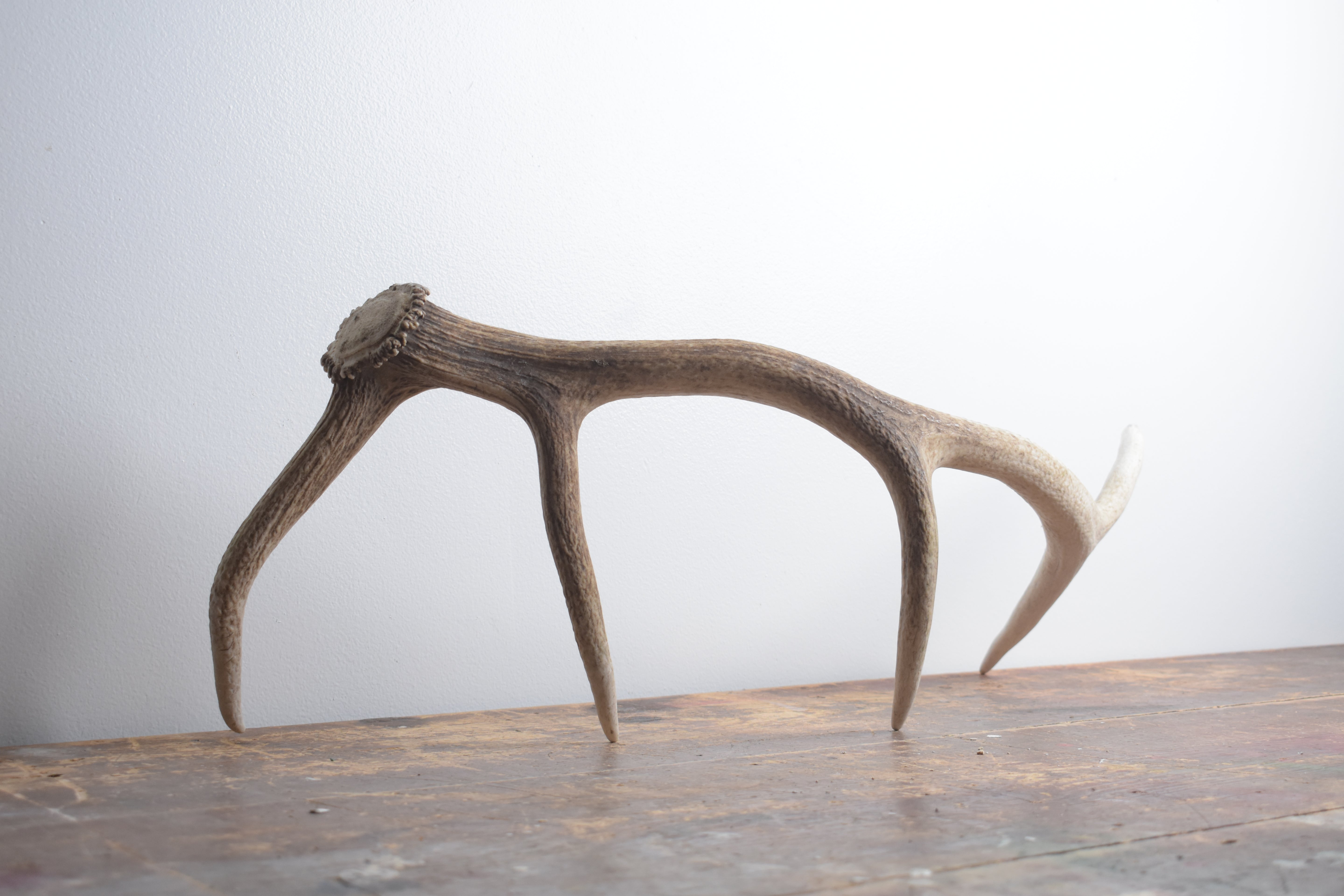 Elk Antler | Small Size | 123