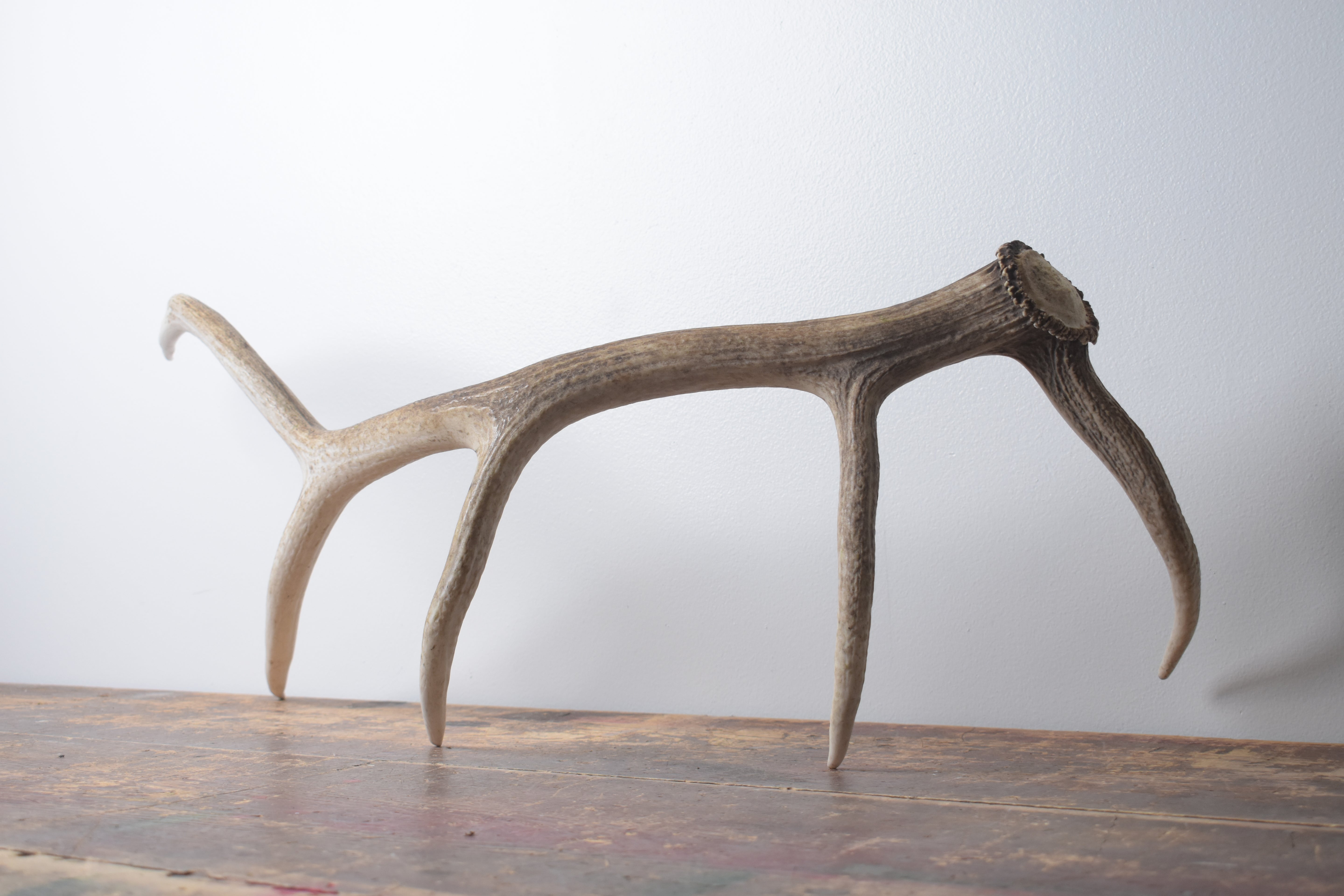 Elk Antler | Medium Size | 127