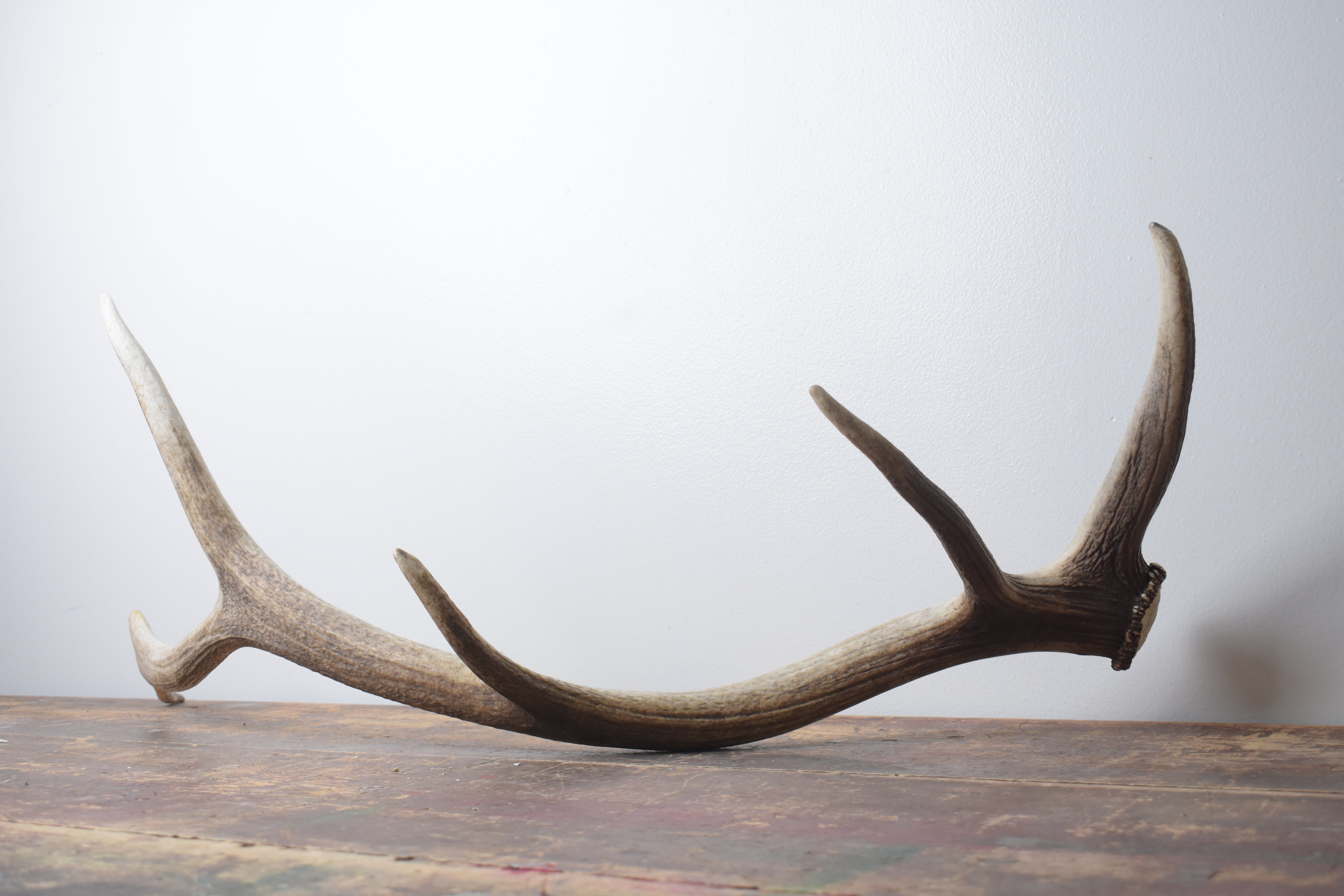 Elk Antler | Large Size | 124