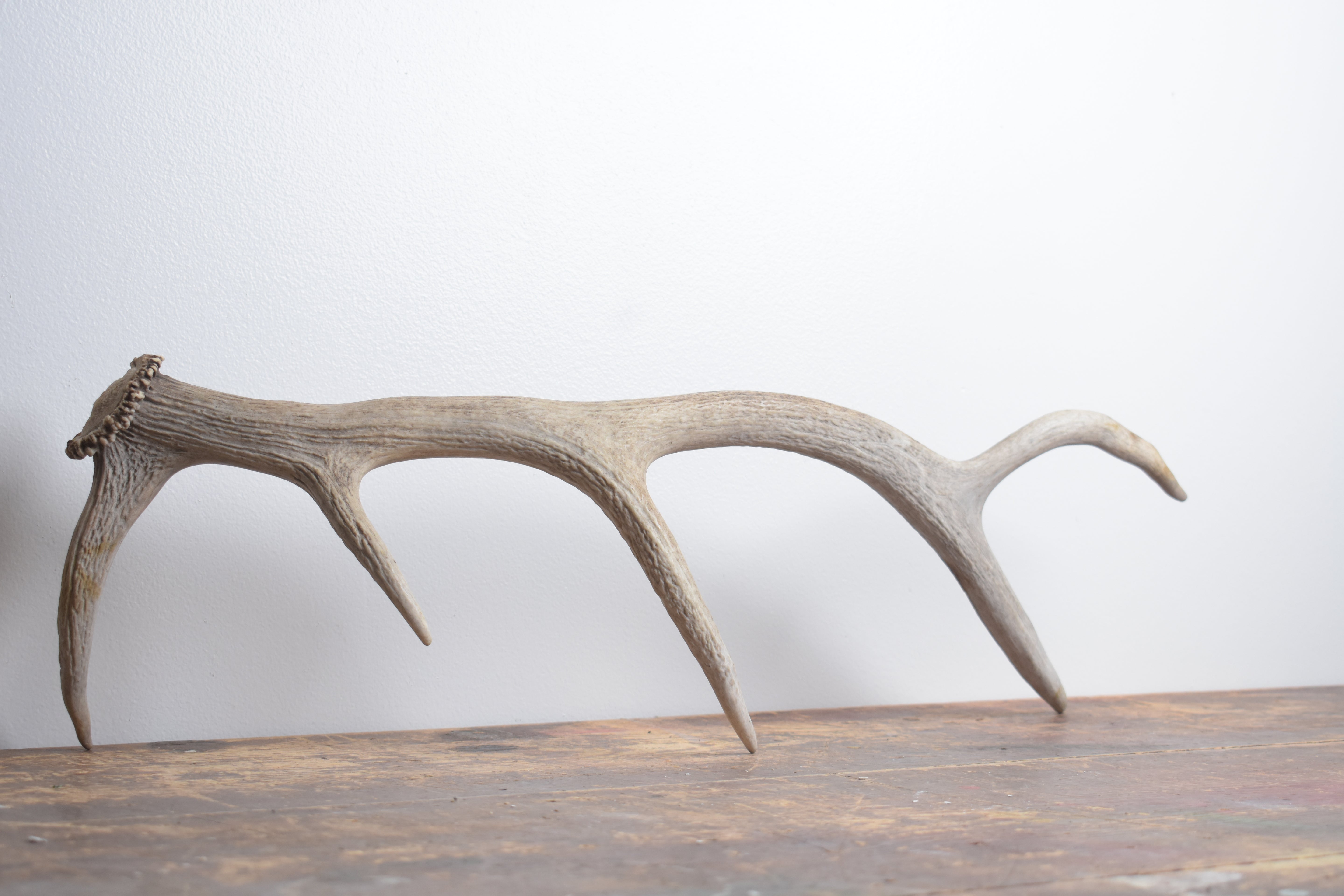 Elk Antler | Small Size | 152