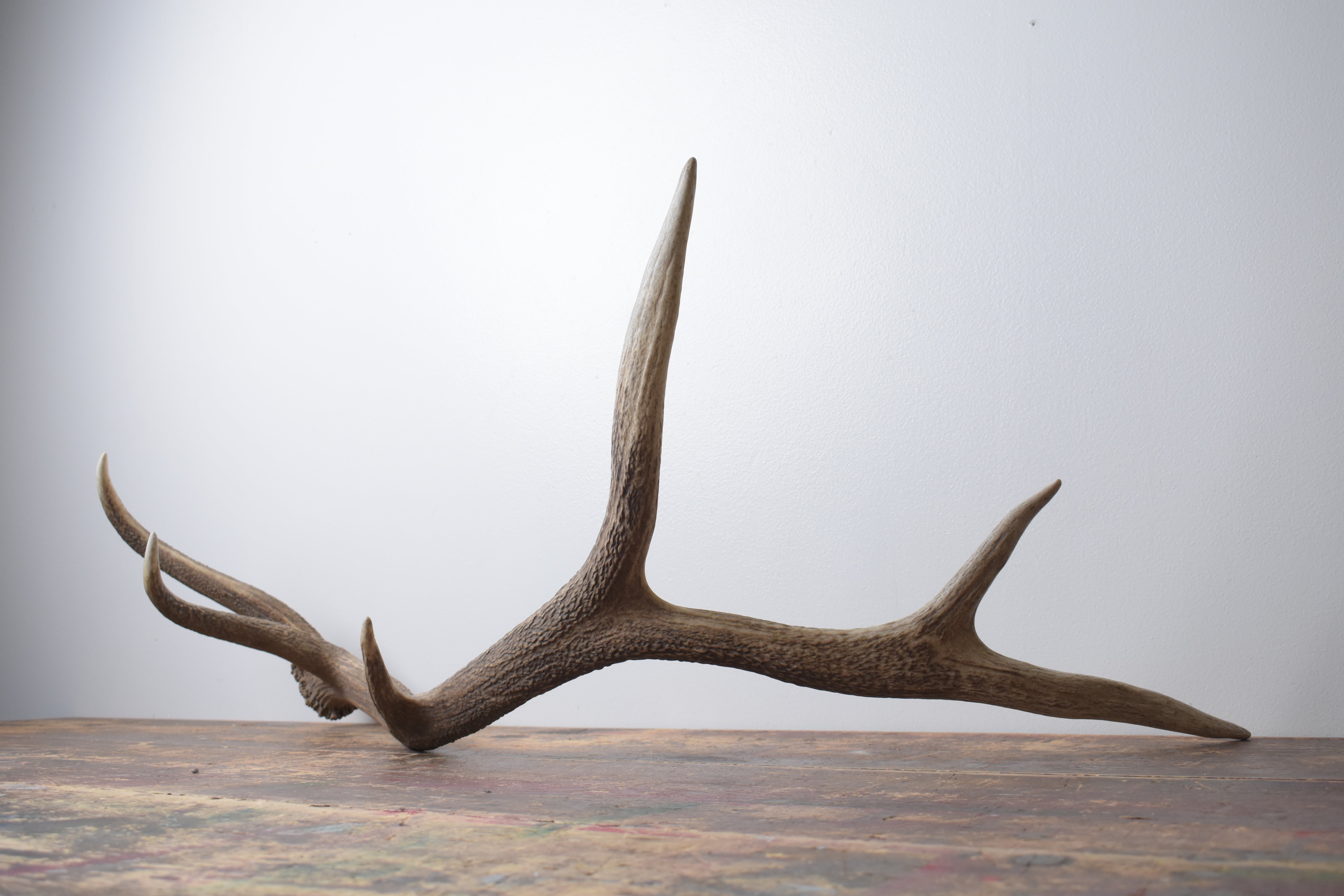 Elk Antler | Large Size | 169
