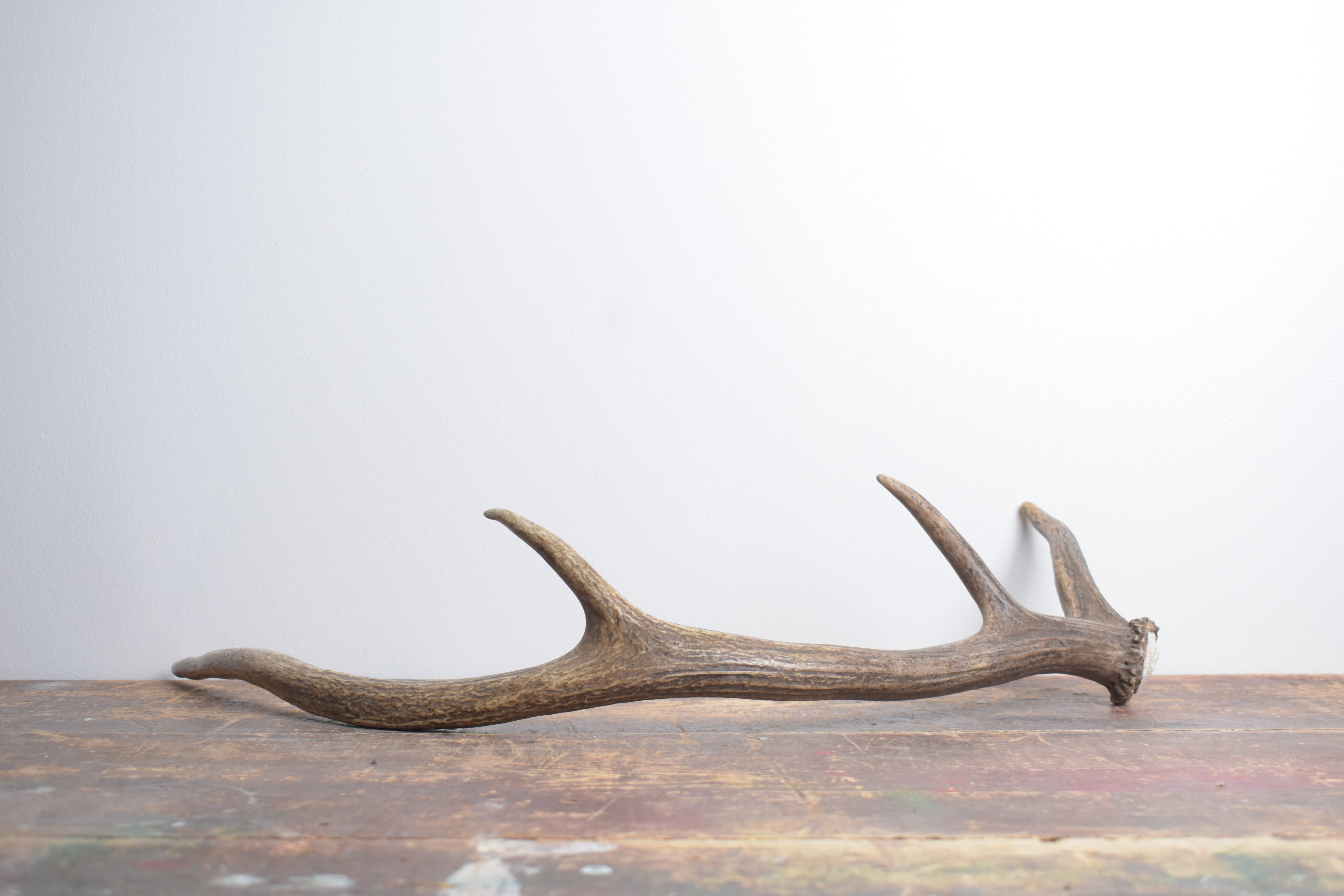 Elk Antler | Small Size | 134