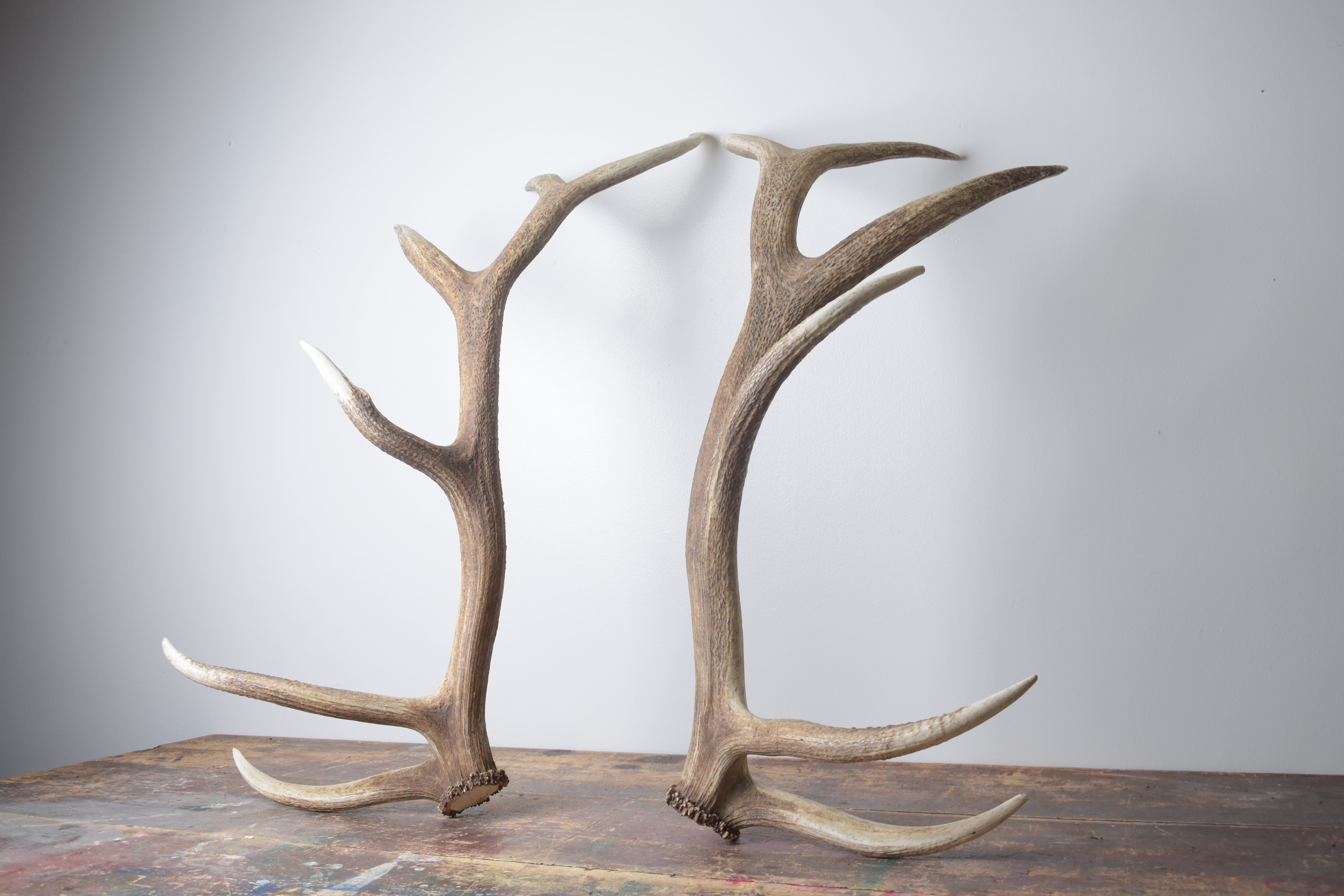 Elk Antler Set | Extra-Large | 166