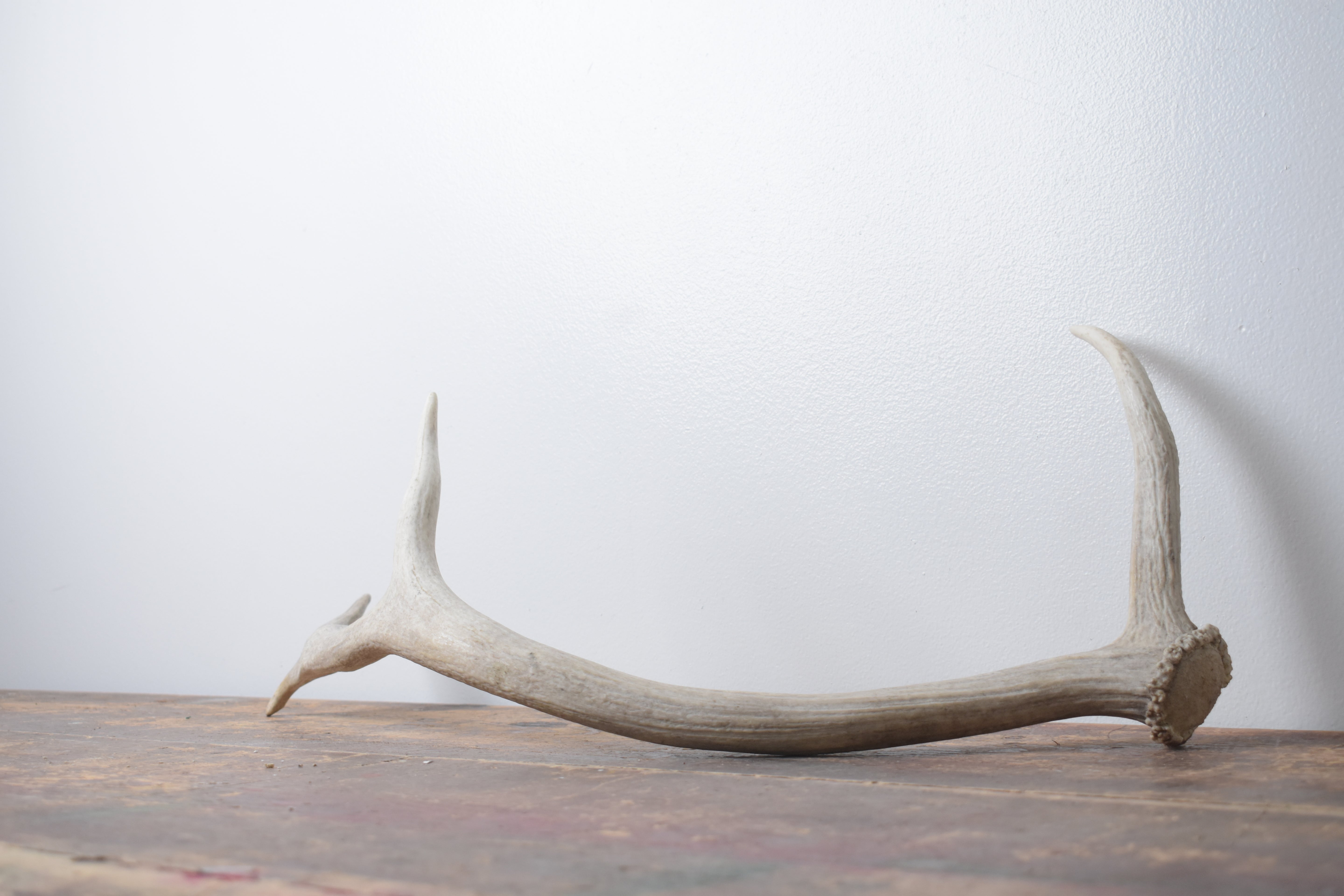 Elk Antler | Small Size | 130