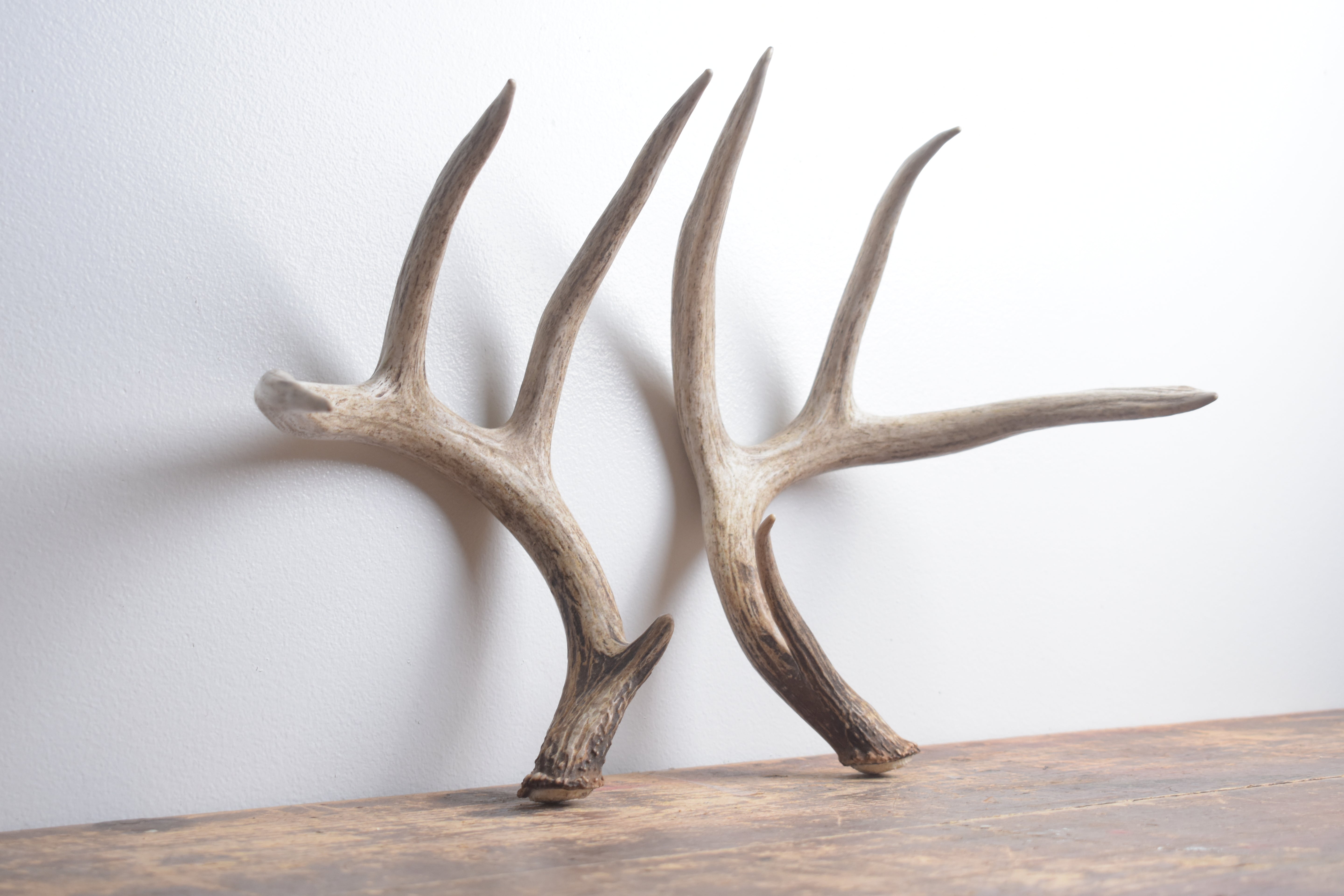 Whitetail Deer Antler Set | Large | 4