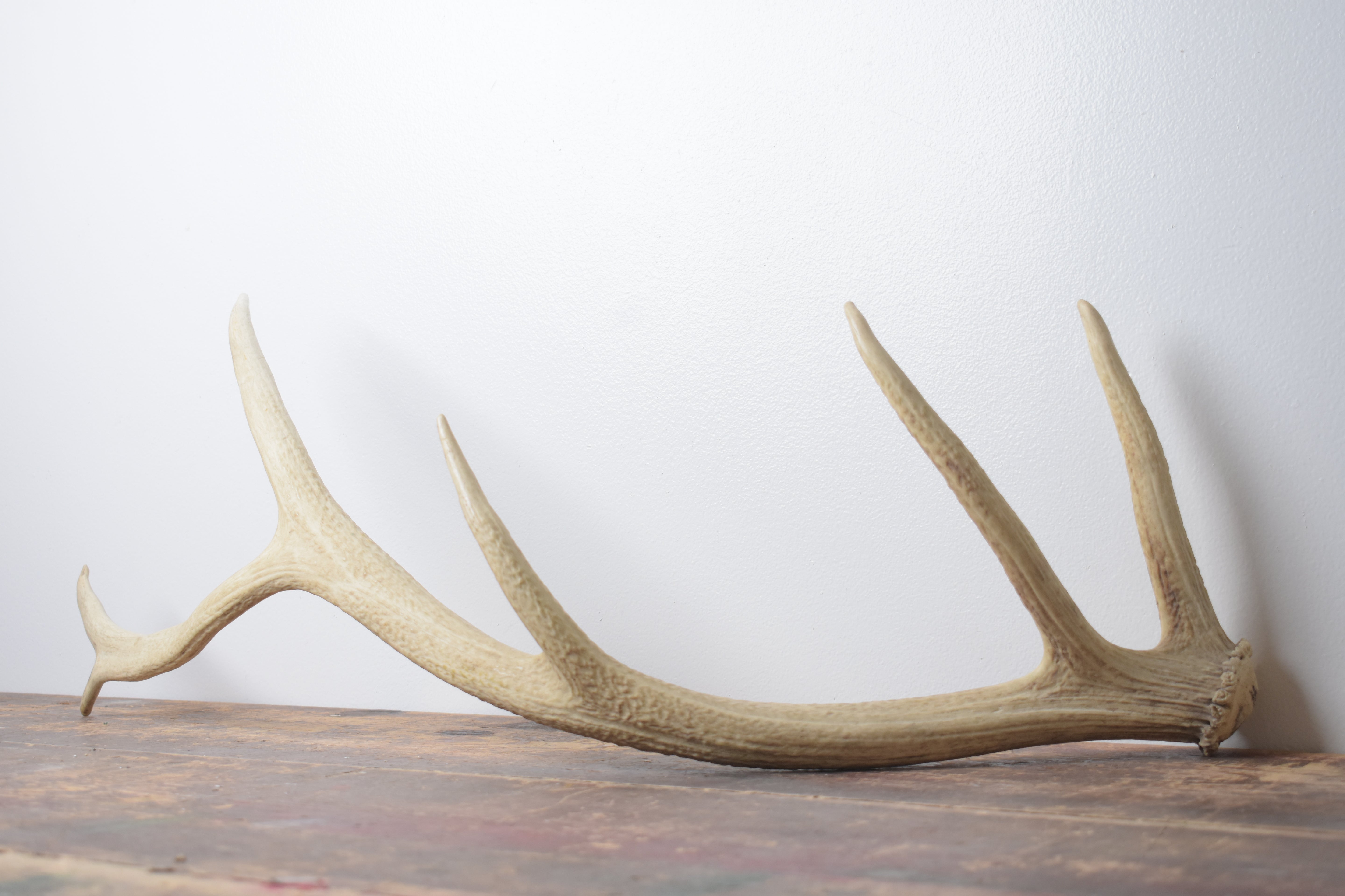 Elk Antler | Medium Size | 128